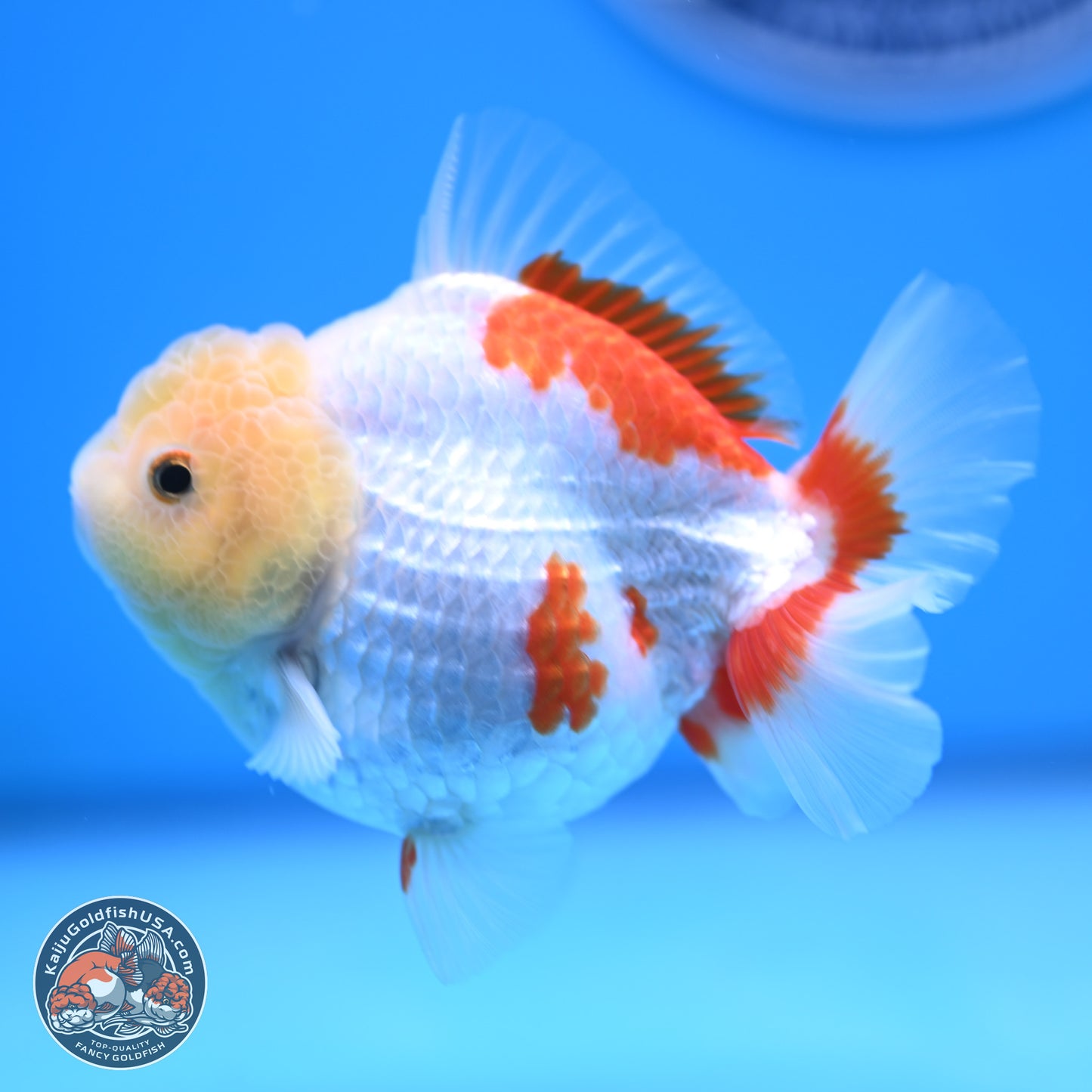 Lemon Head Red White YuanBao Oranda 4 inches (241018_OR12) - Kaiju Goldfish USA