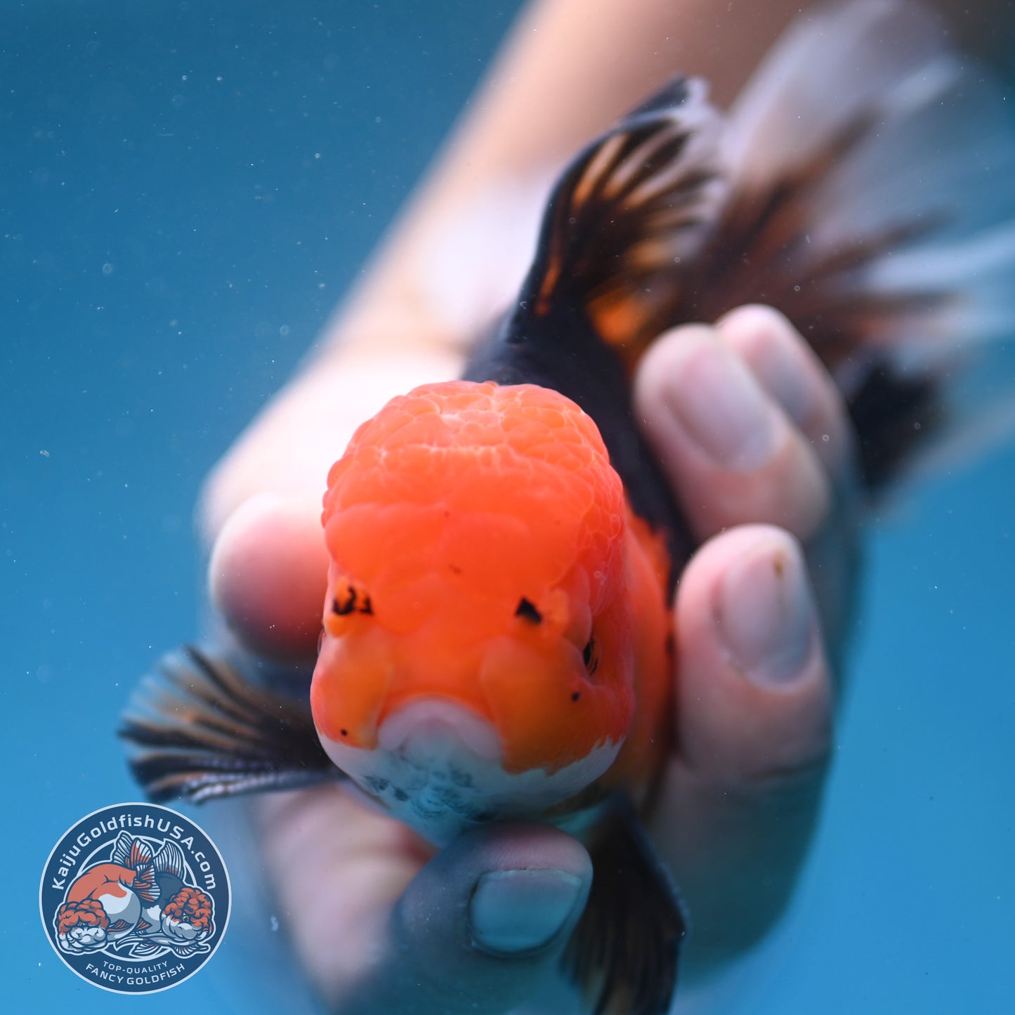 Butterfly Tail Apache Oranda 4 inch Body (250919_OR12)