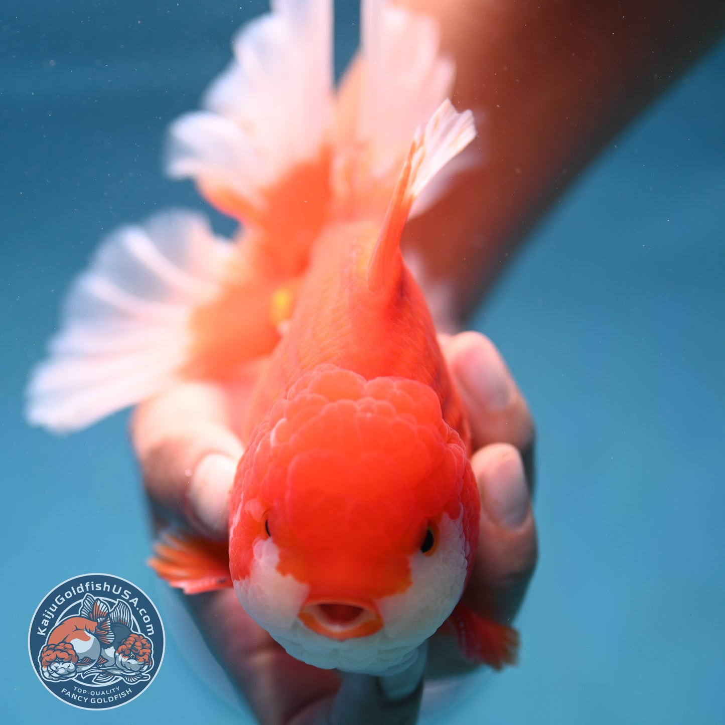 Rose Tail Red White Oranda 4.5 inch Body (250912_OR12)