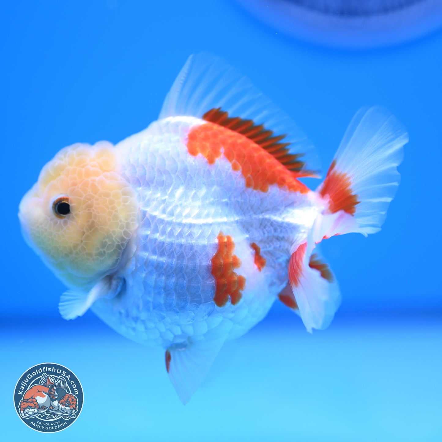Lemon Head Red White YuanBao Oranda 4 inches (241018_OR12) - Kaiju Goldfish USA