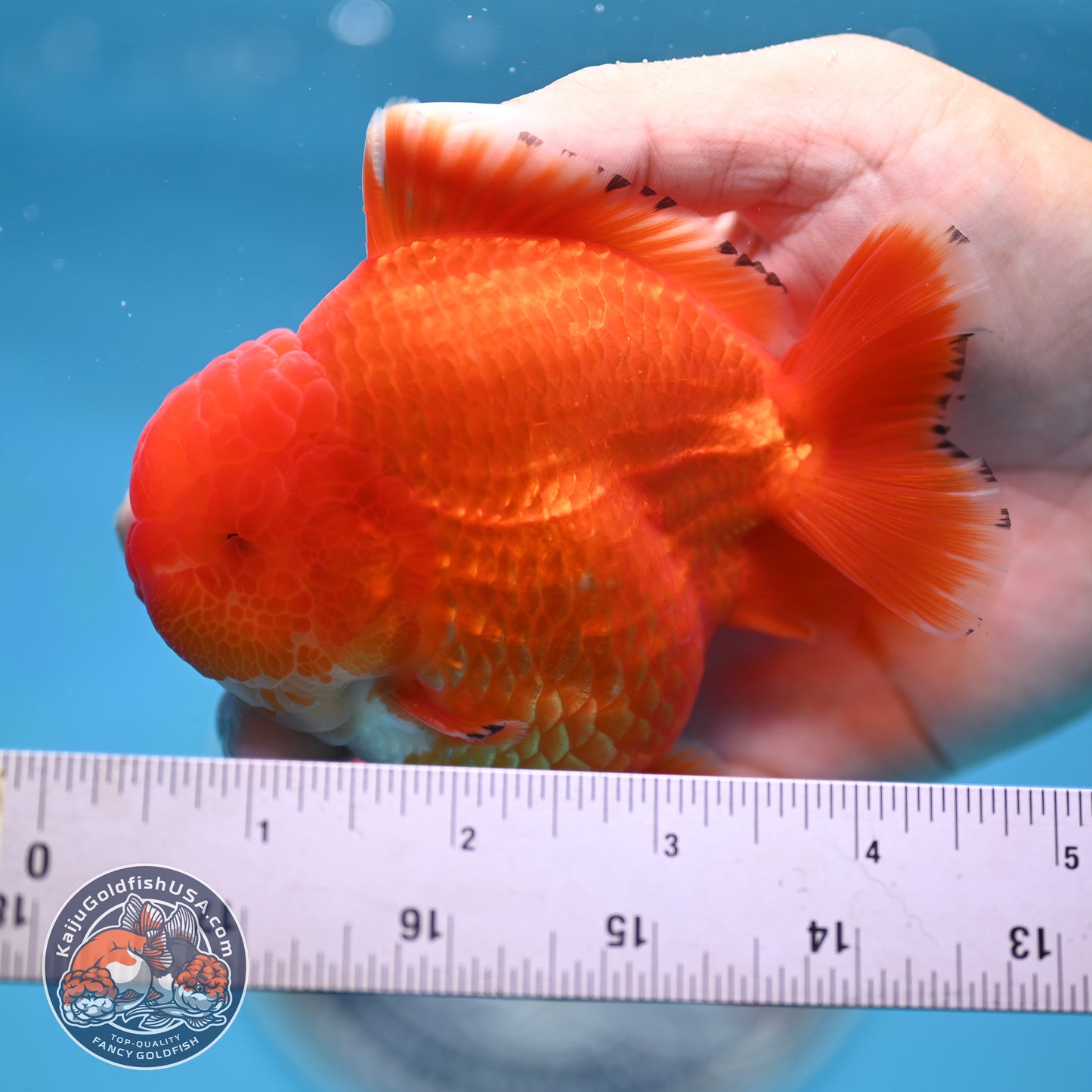 Red White YuanBao Oranda 3.75 inches Body (250516_OR12)