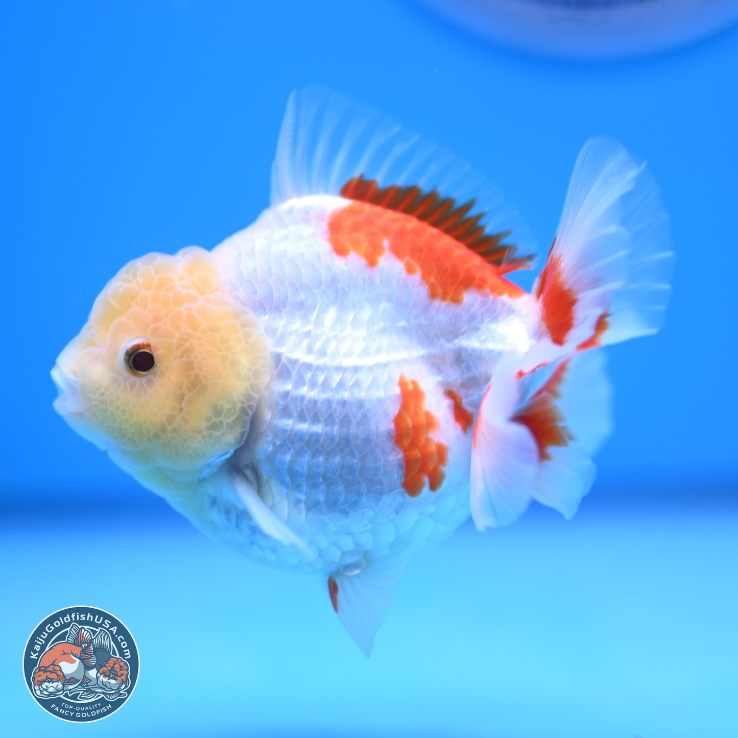 Lemon Head Red White YuanBao Oranda 4 inches (241018_OR12) - Kaiju Goldfish USA