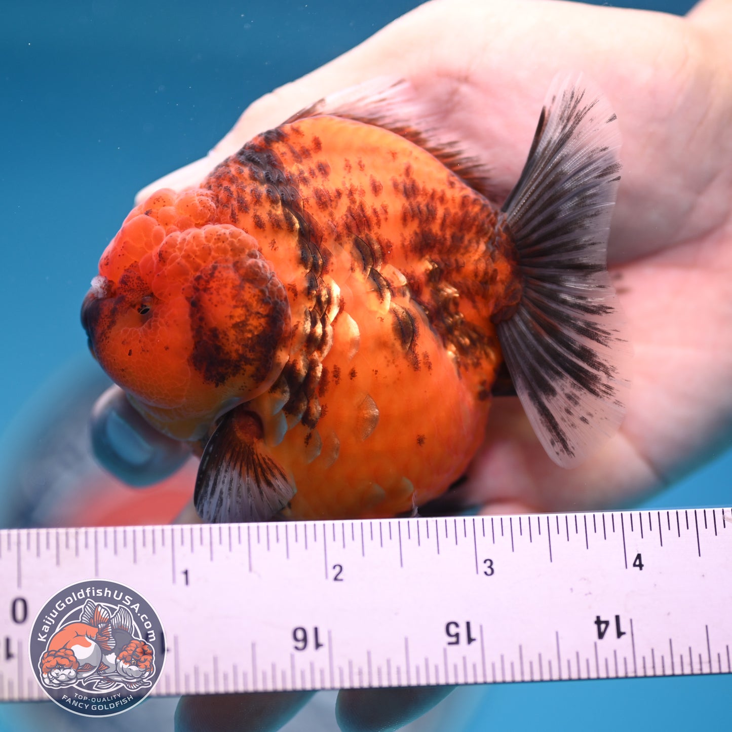 Shogun Tiger Oranda 3.25 inches Body (250530_OR12)