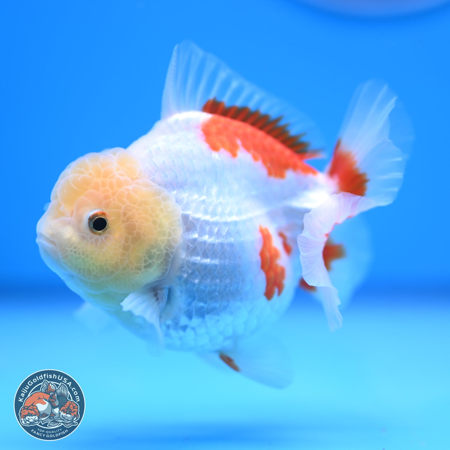 Lemon Head Red White YuanBao Oranda 4 inches (241018_OR12) - Kaiju Goldfish USA