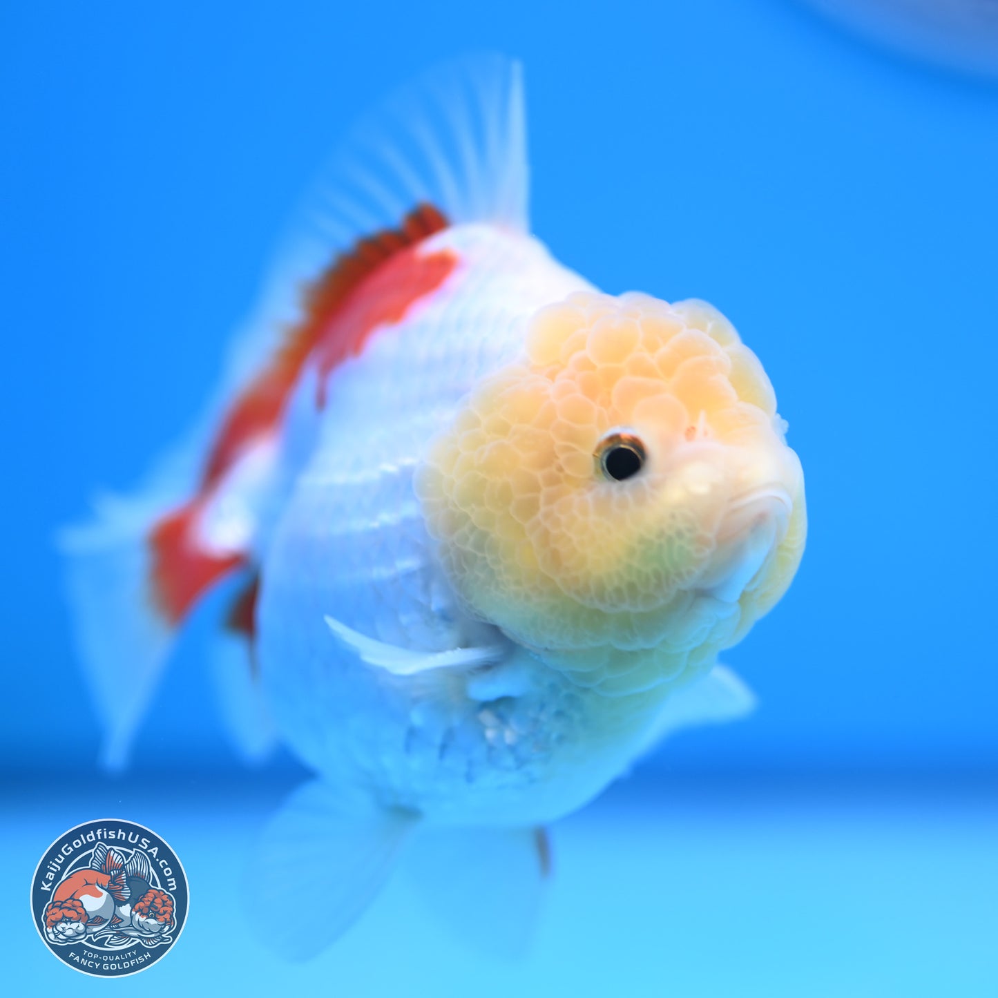 Lemon Head Red White YuanBao Oranda 4 inches (241018_OR12) - Kaiju Goldfish USA