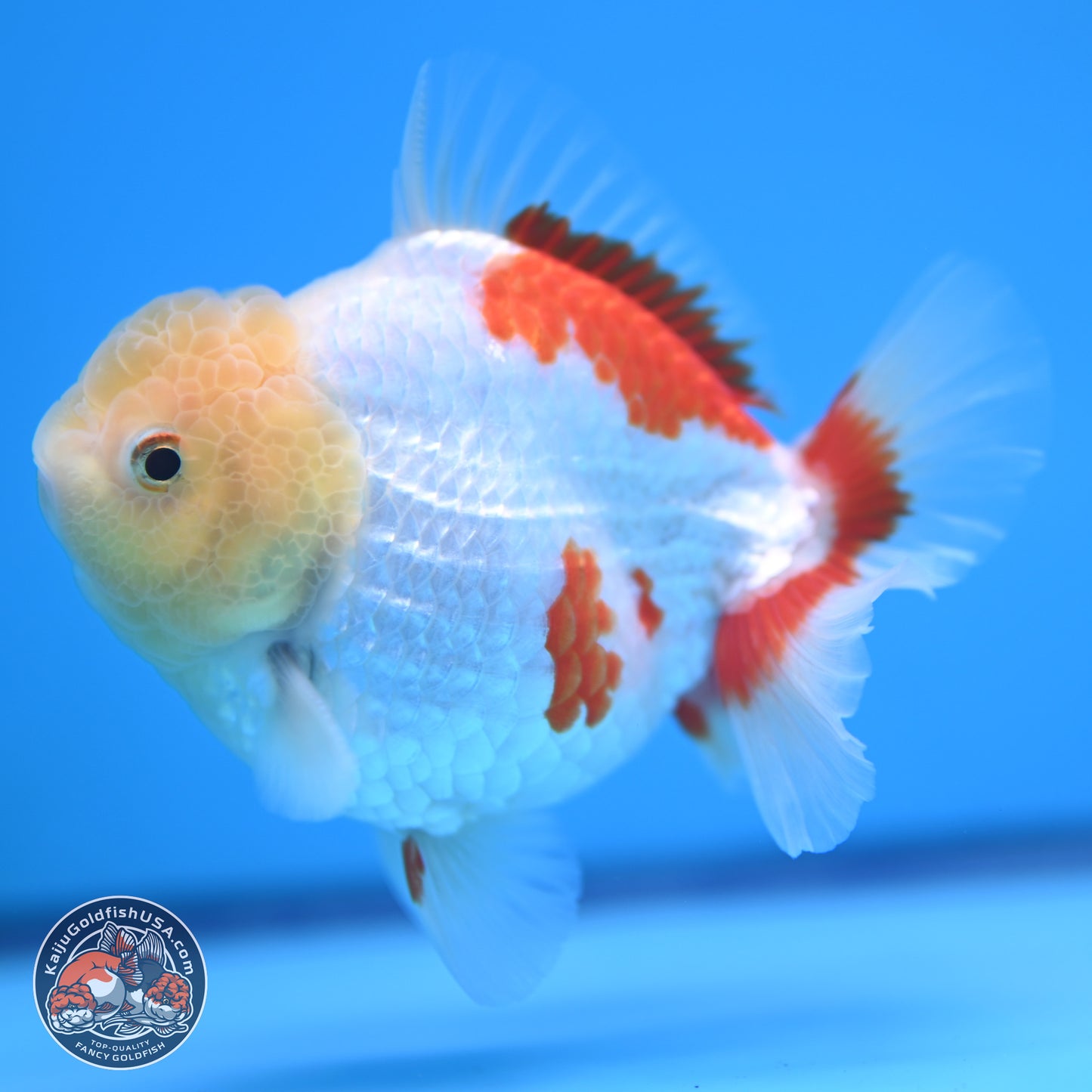 Lemon Head Red White YuanBao Oranda 4 inches (241018_OR12) - Kaiju Goldfish USA