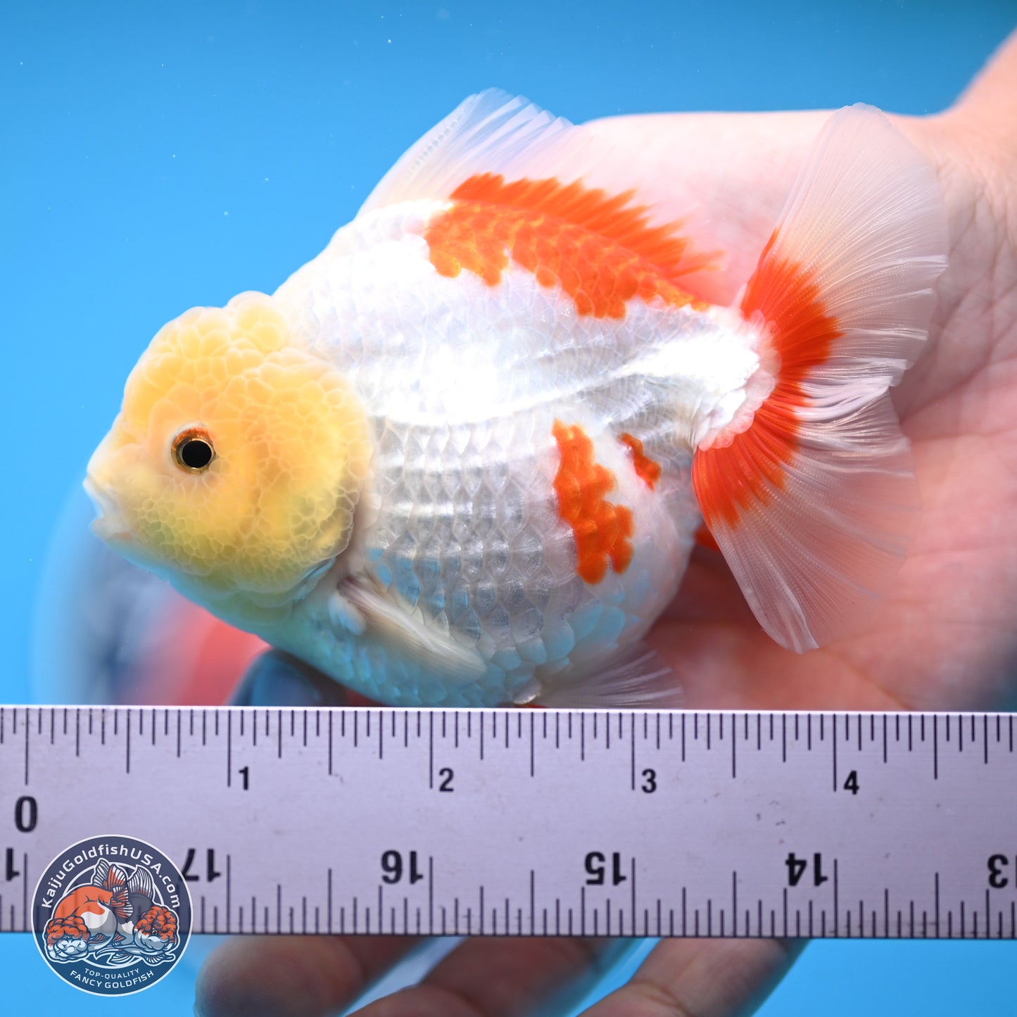 Lemon Head Red White YuanBao Oranda 4 inches (241018_OR12) - Kaiju Goldfish USA