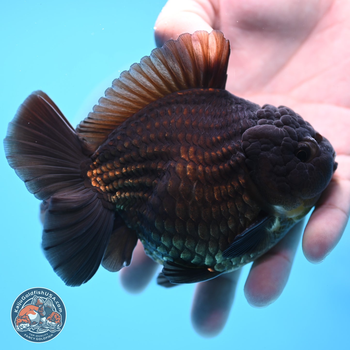 Black YuanBao Oranda 4 inches Body - Male (250307_OR12)