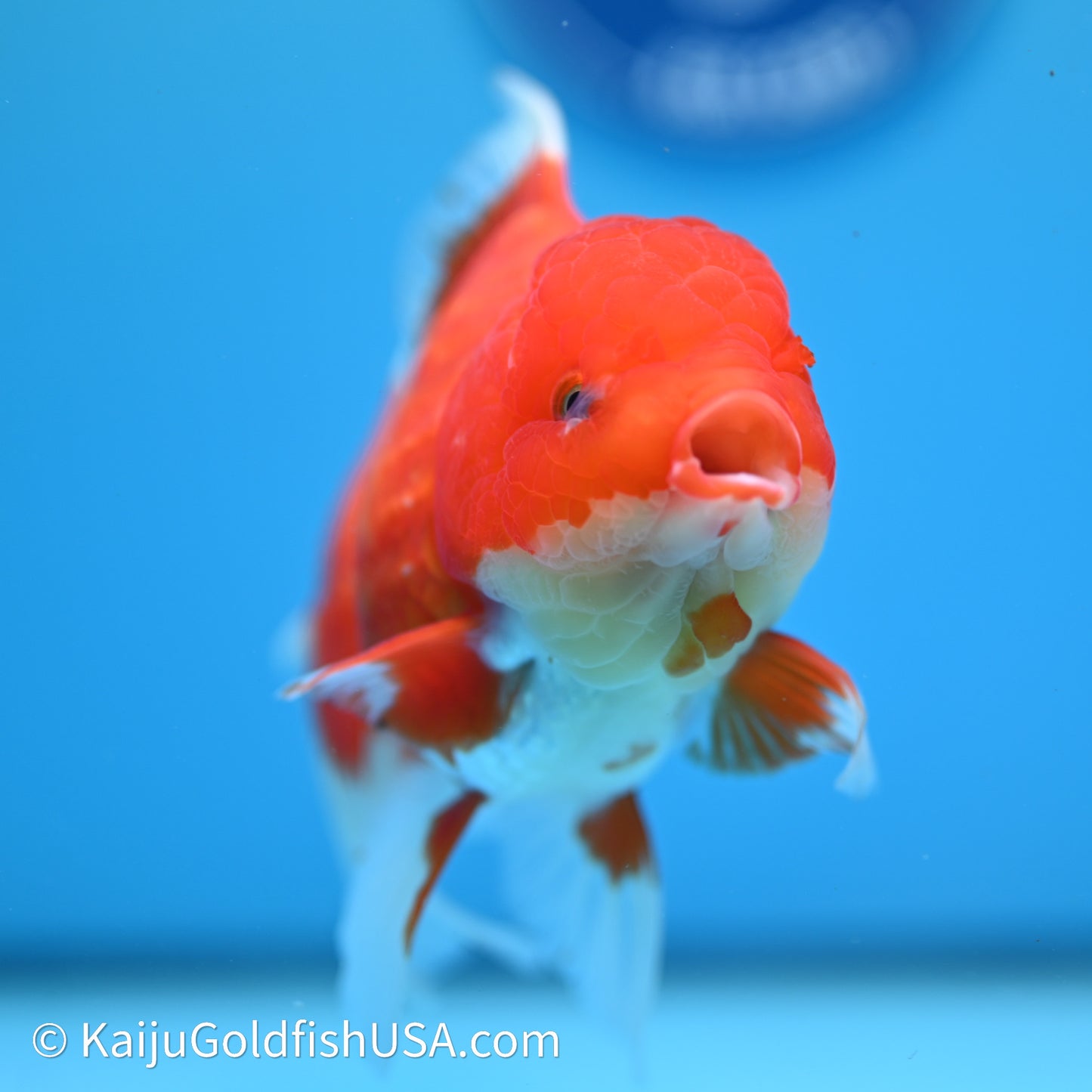 Red White Rose Tail Oranda 4in Body (240607_OR12) - Kaiju Goldfish USA