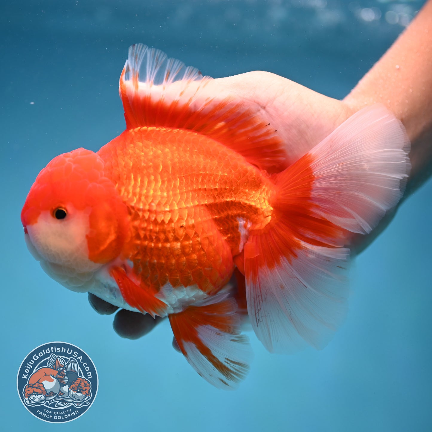 Rose Tail Red White Oranda 4.5 inch Body (250912_OR12)