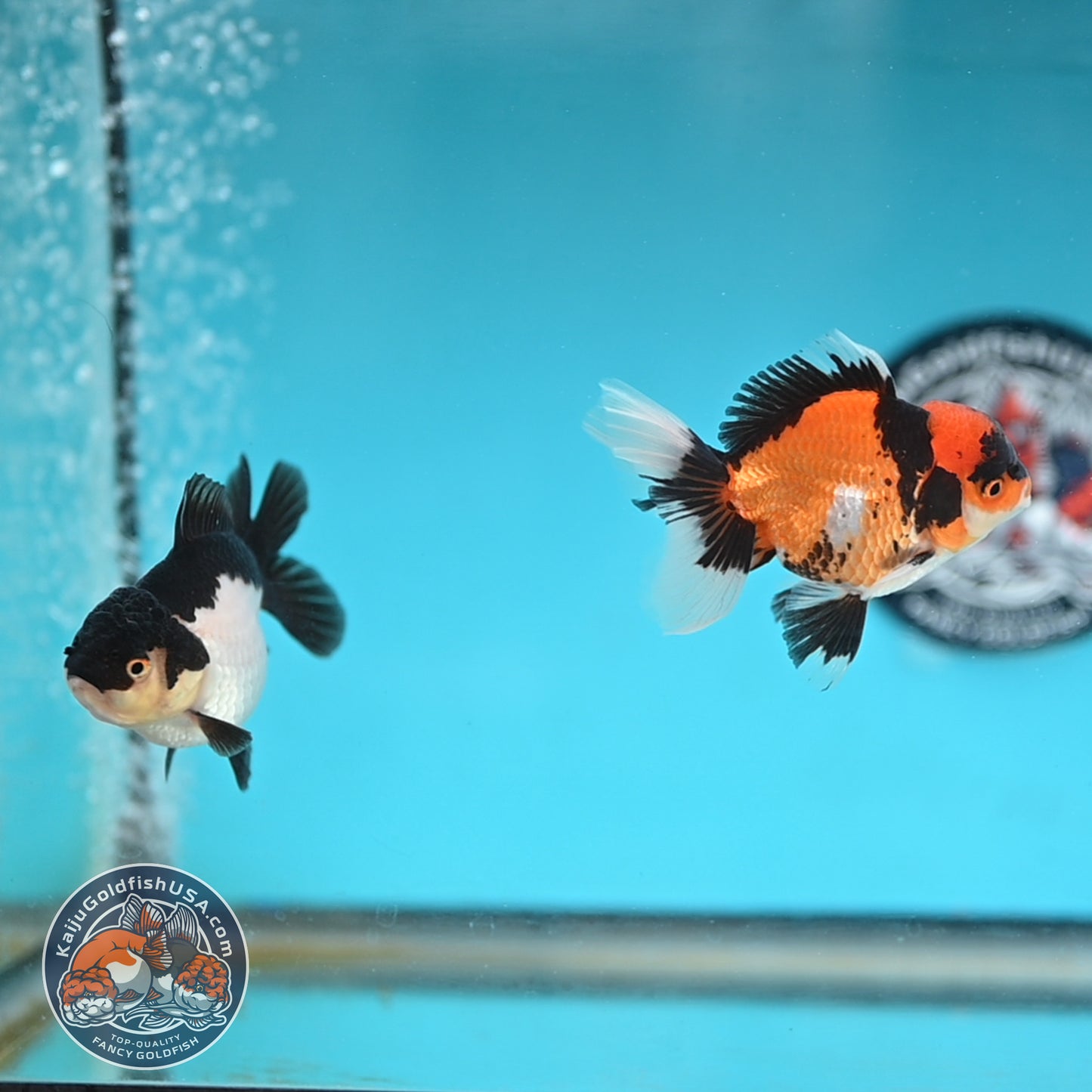 2-Pack Oranda 3 inches Body (250509_OR12)