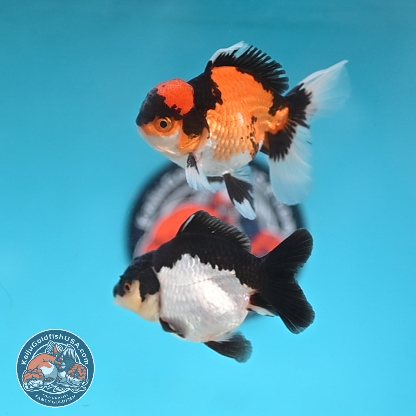 2-Pack Oranda 3 inches Body (250509_OR12)