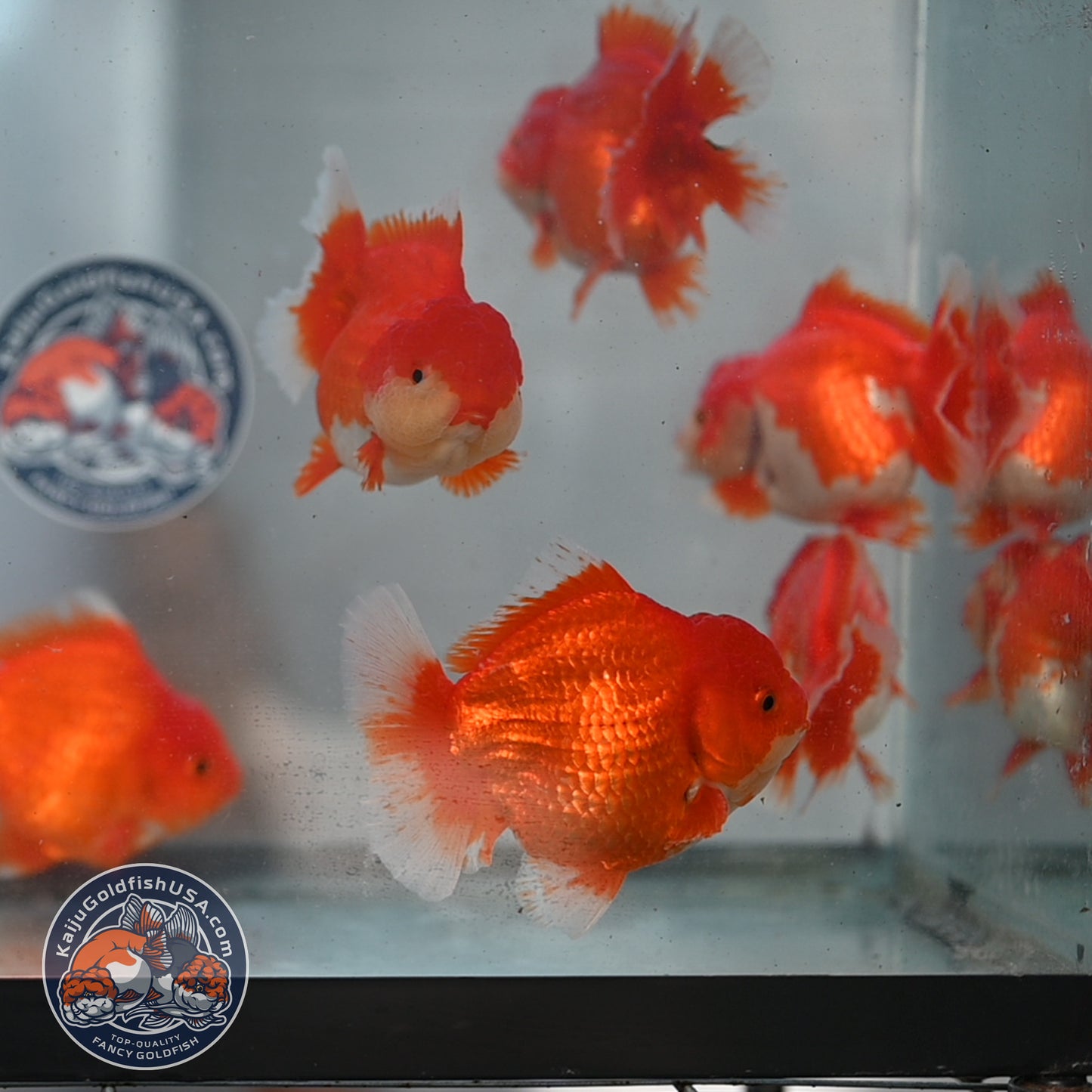 2 Pack Random Pick - Red White Short Tail Oranda 4 - 5 inch Body (250905_OR12)