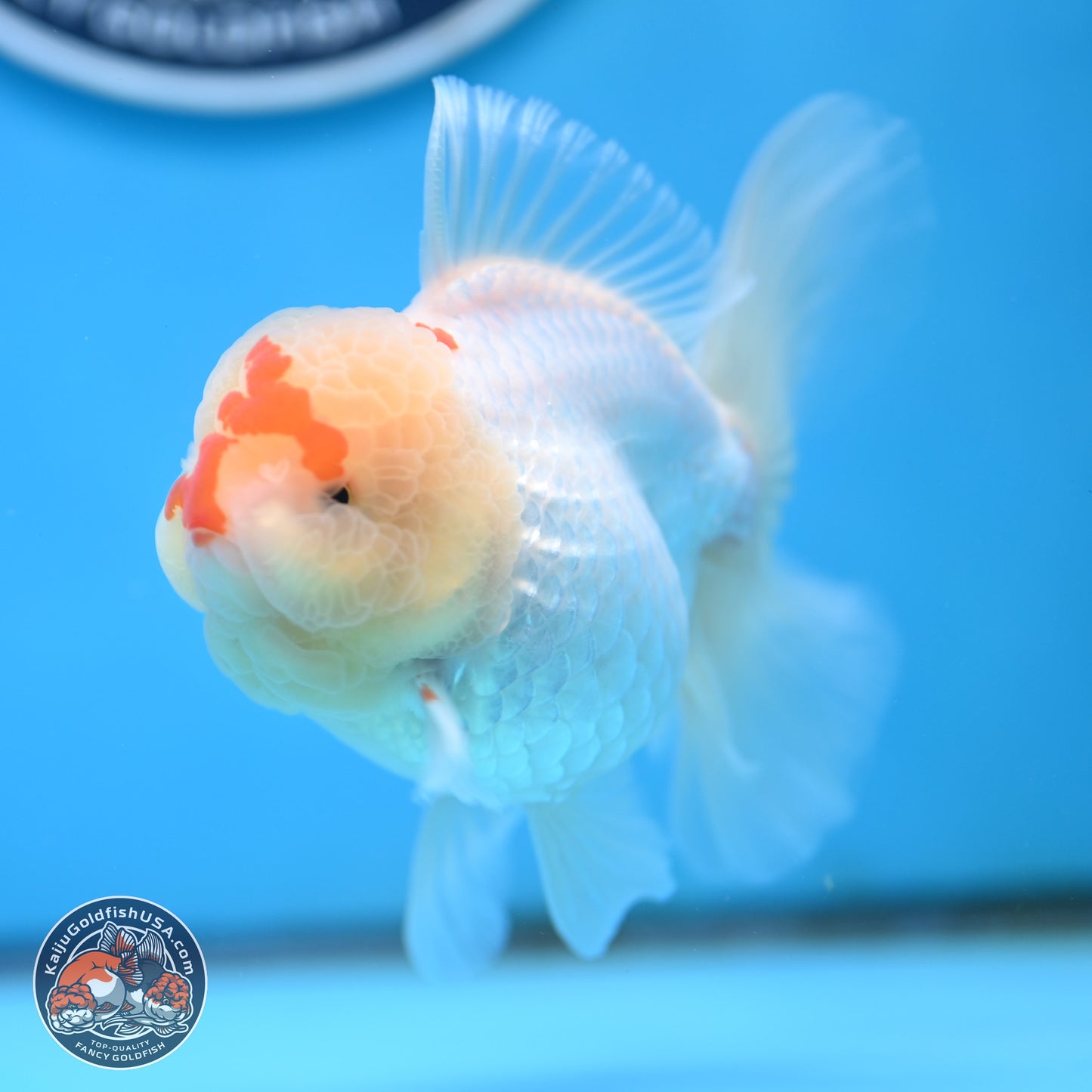 Red White Rose Tail Oranda 3.5 inches Body - Female (250404_OR13)