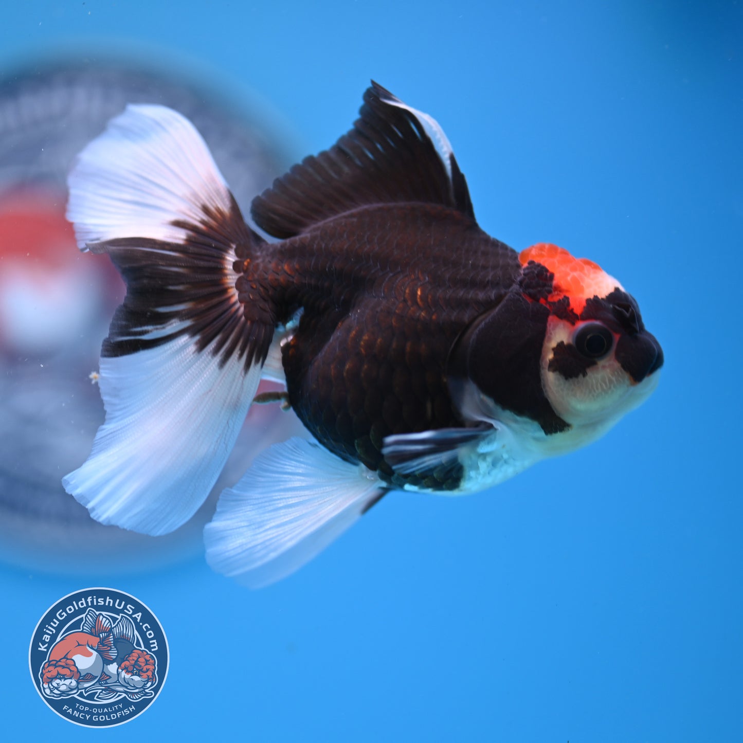 Tricolor Oranda 3.25 inches Body (250530_OR13)