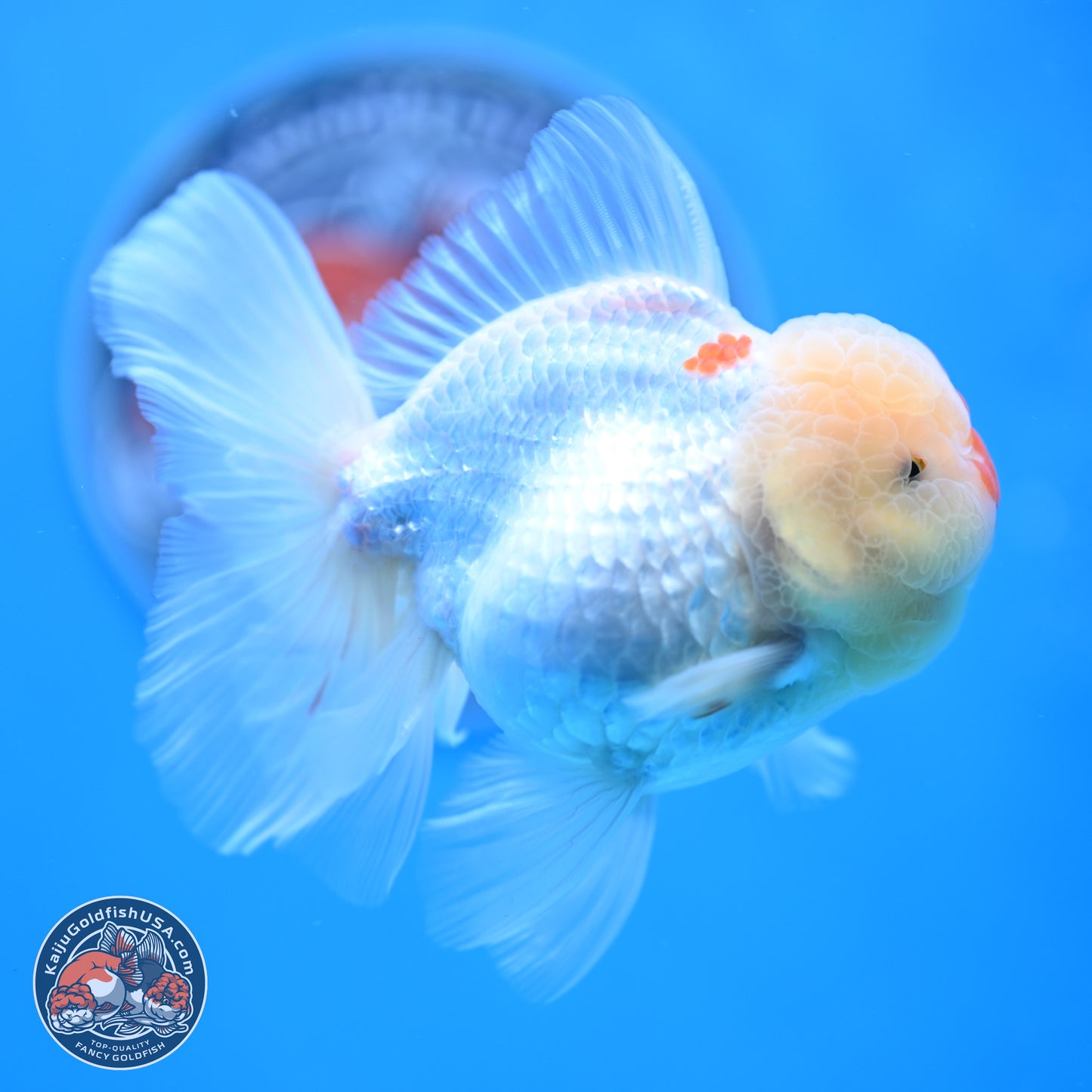 Red White Rose Tail Oranda 3.5 inches Body - Female (250404_OR13)