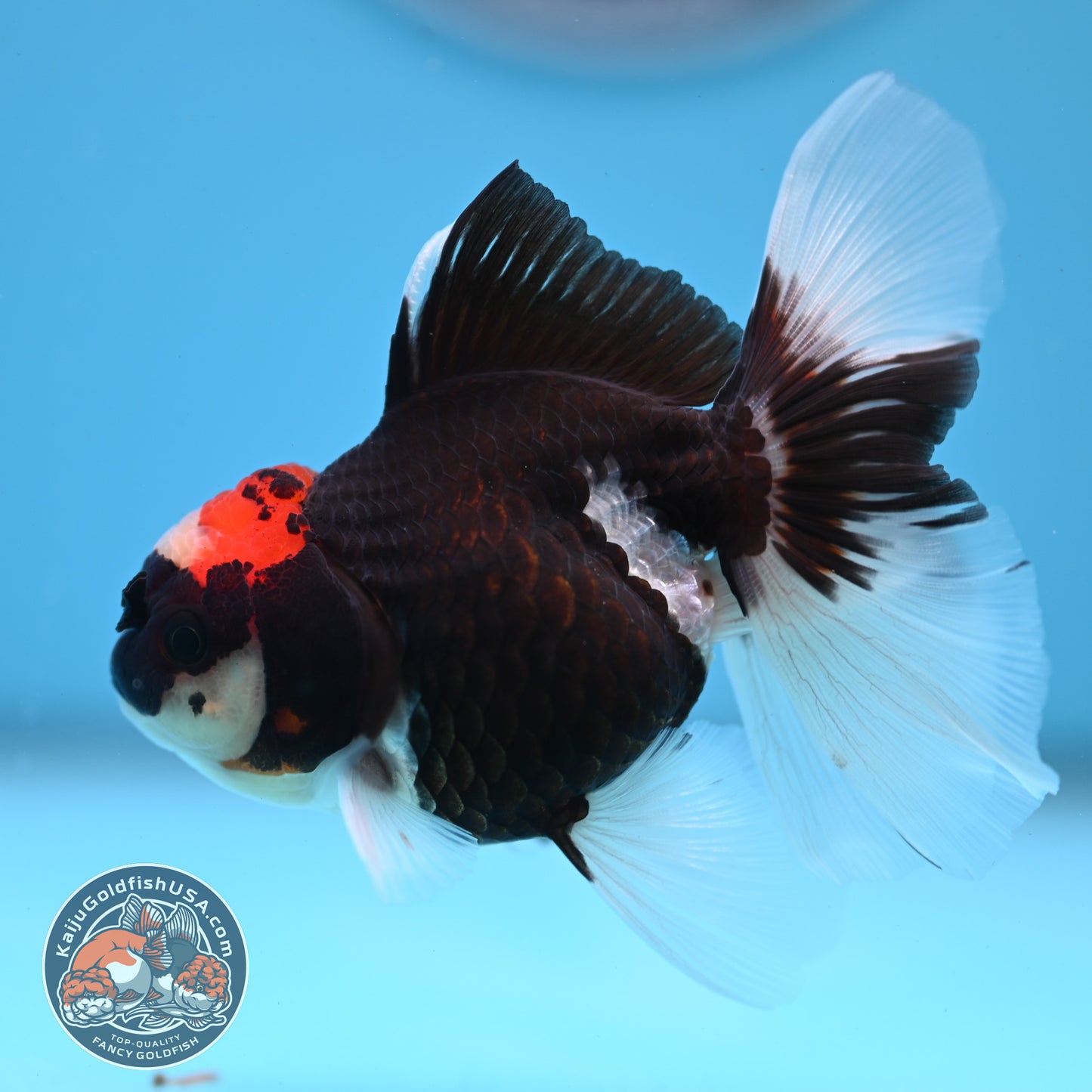 Tricolor Oranda 3.25 inches Body (250530_OR13)