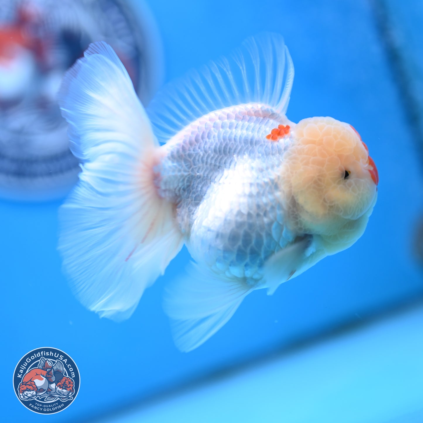 Red White Rose Tail Oranda 3.5 inches Body - Female (250404_OR13)