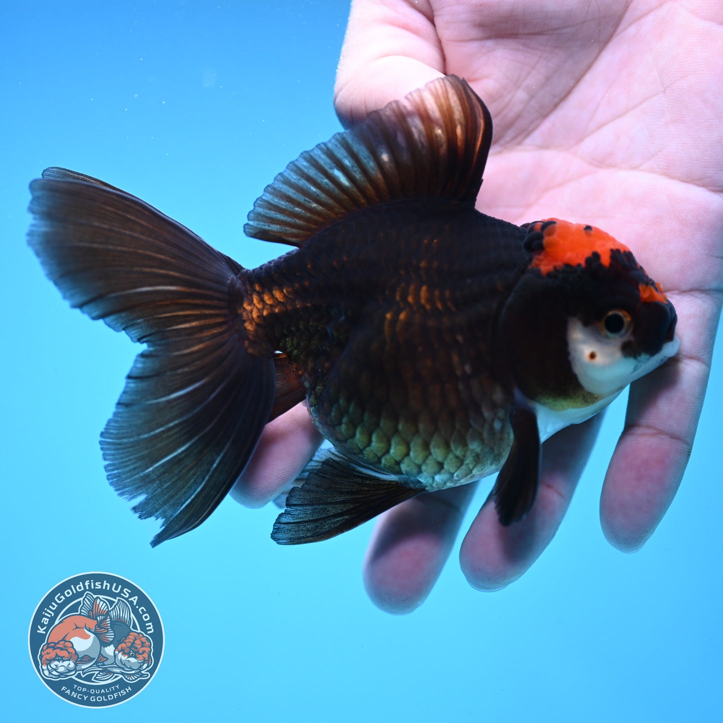 Black Tancho Rose Tail Oranda 3.5 inch Body (250919_OR13)