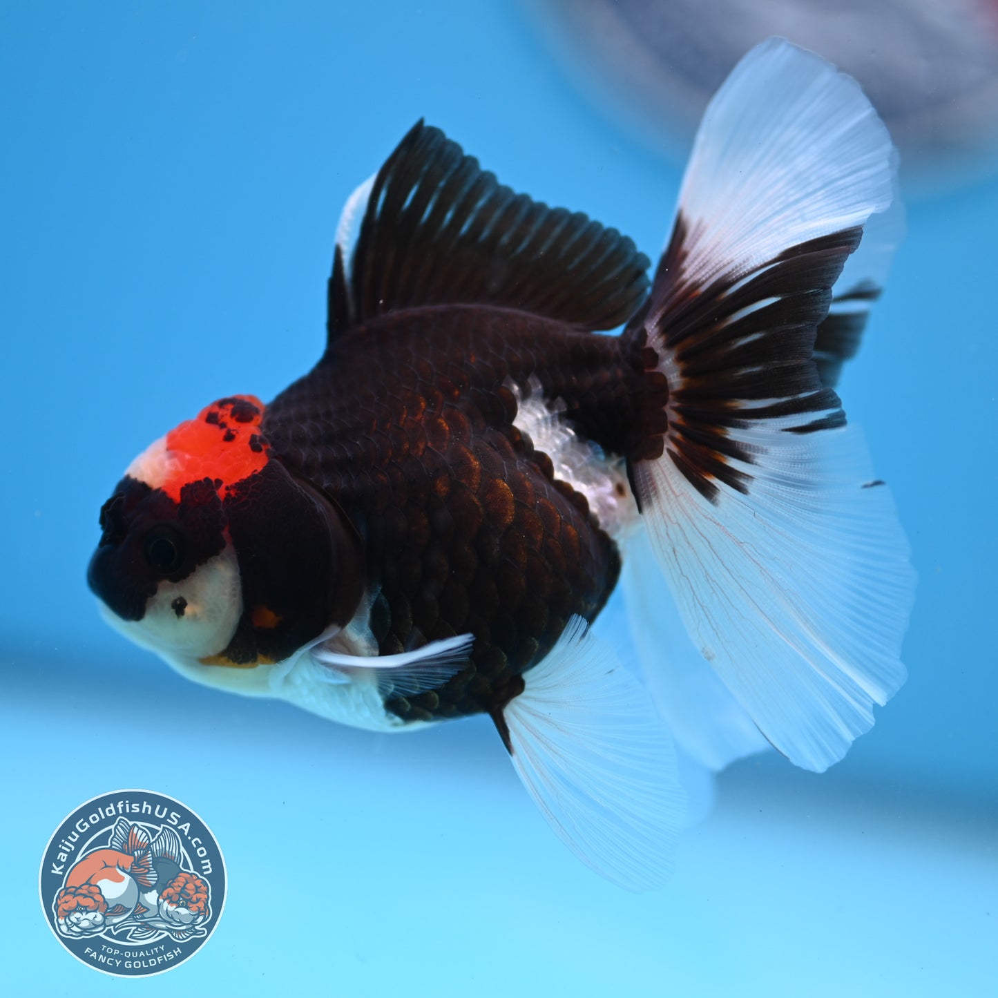 Tricolor Oranda 3.25 inches Body (250530_OR13)