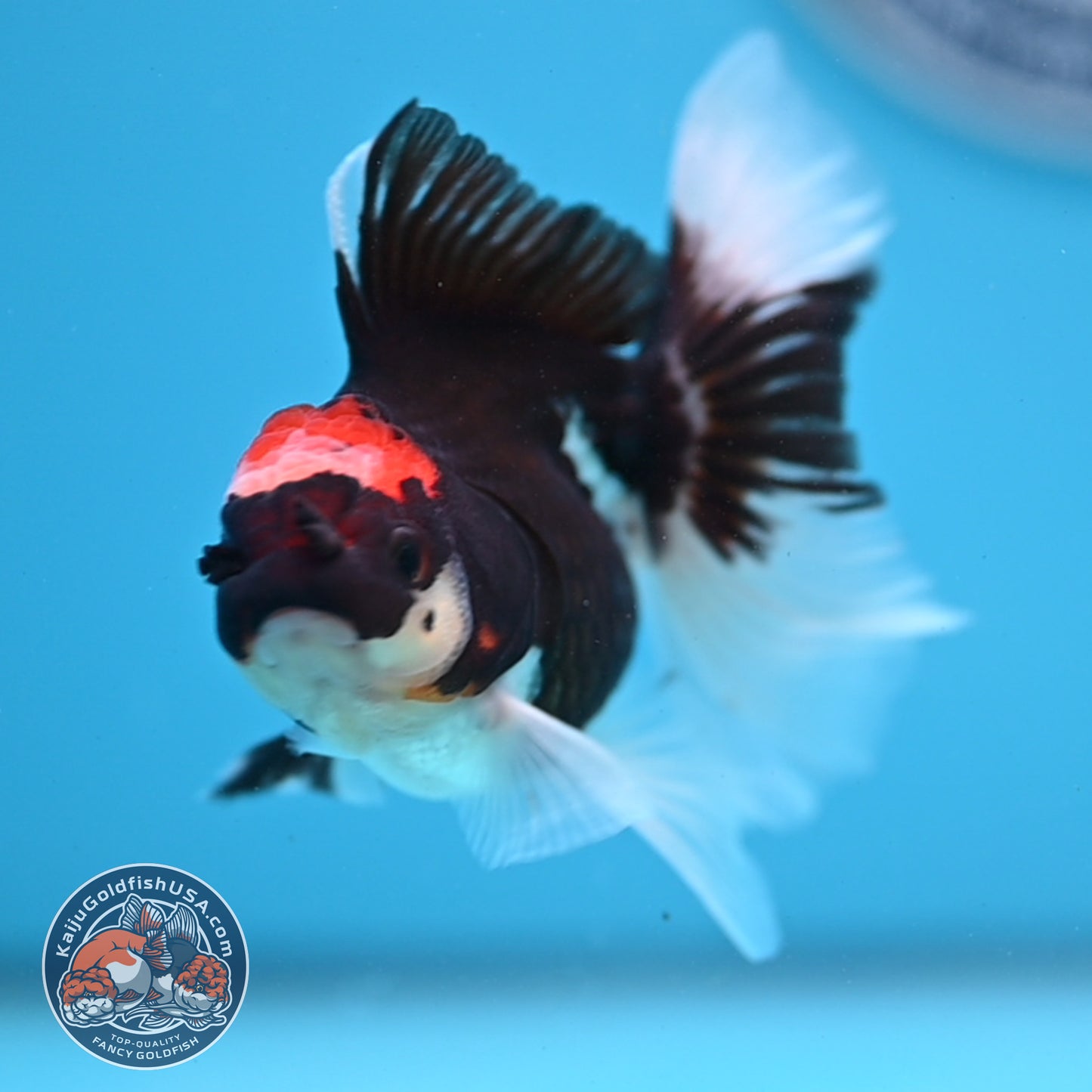 Tricolor Oranda 3.25 inches Body (250530_OR13)
