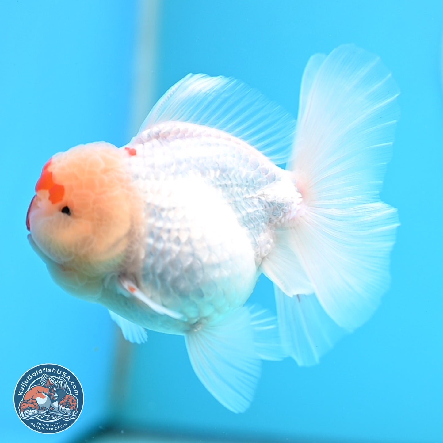 Red White Rose Tail Oranda 3.5 inches Body - Female (250404_OR13)