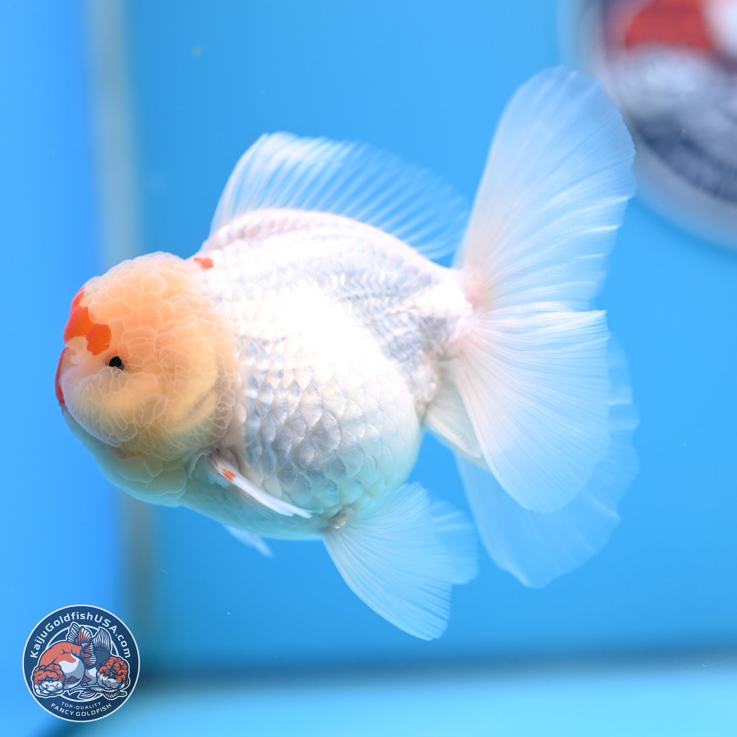 Red White Rose Tail Oranda 3.5 inches Body - Female (250404_OR13)