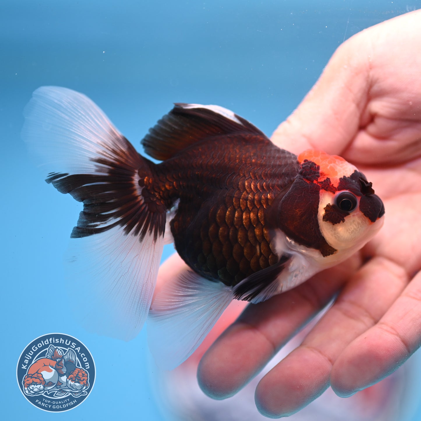 Tricolor Oranda 3.25 inches Body (250530_OR13)