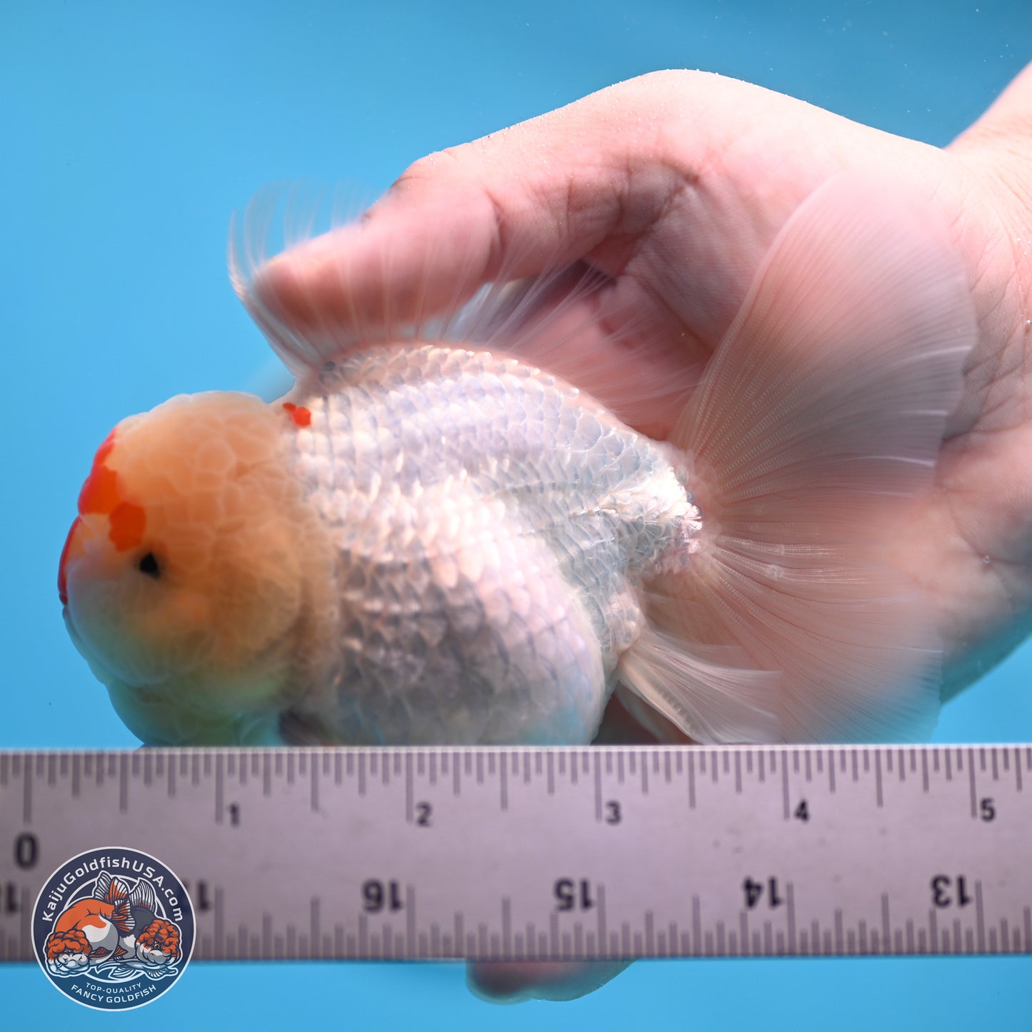 Red White Rose Tail Oranda 3.5 inches Body - Female (250404_OR13)