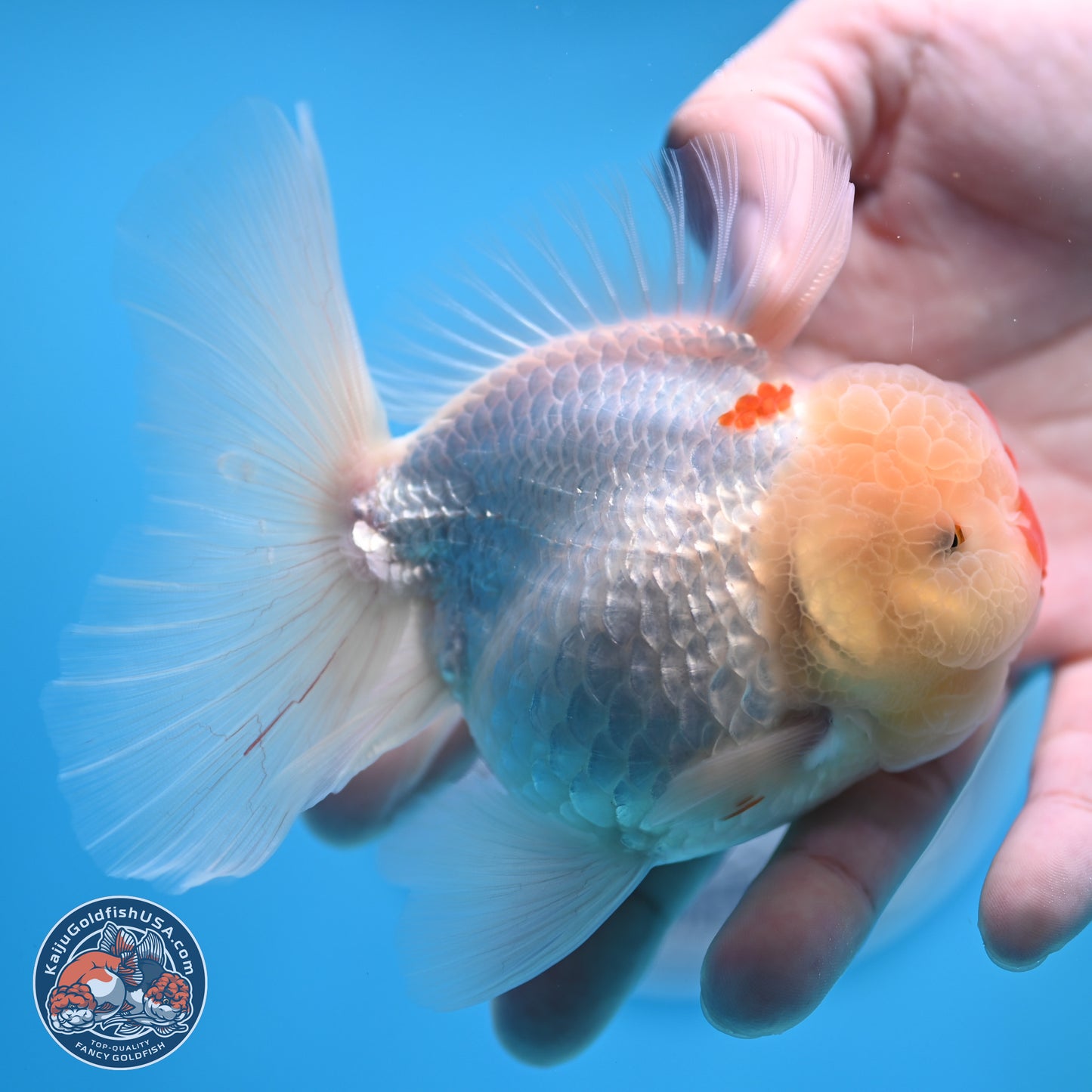 Red White Rose Tail Oranda 3.5 inches Body - Female (250404_OR13)