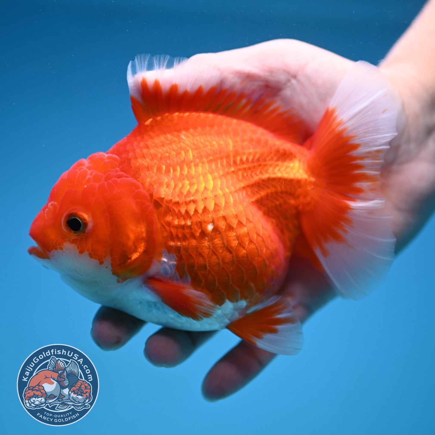 Red White Oranda 4.5 inch Body (250912_OR13)