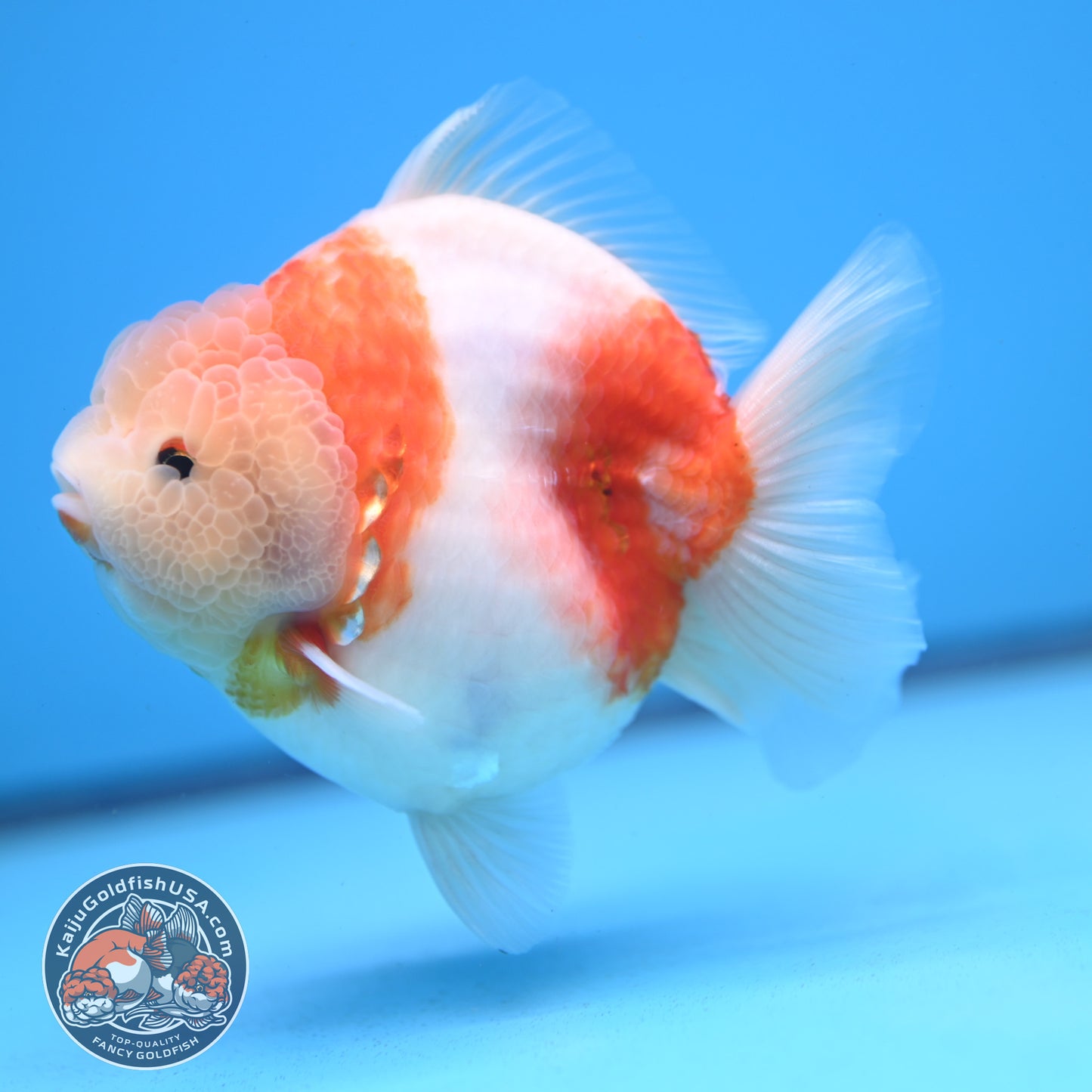 Sakura Oranda 4 inches Body (250606_OR13)