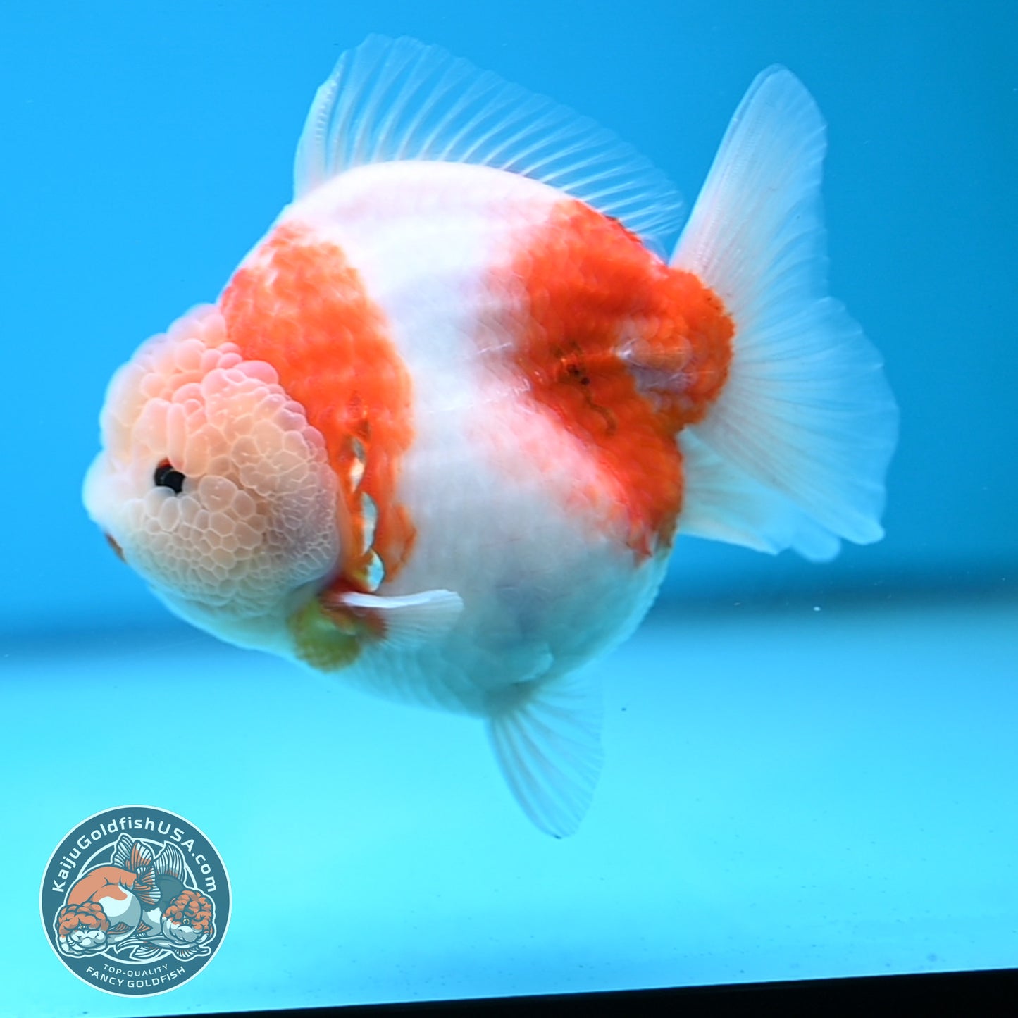Sakura Oranda 4 inches Body (250606_OR13)