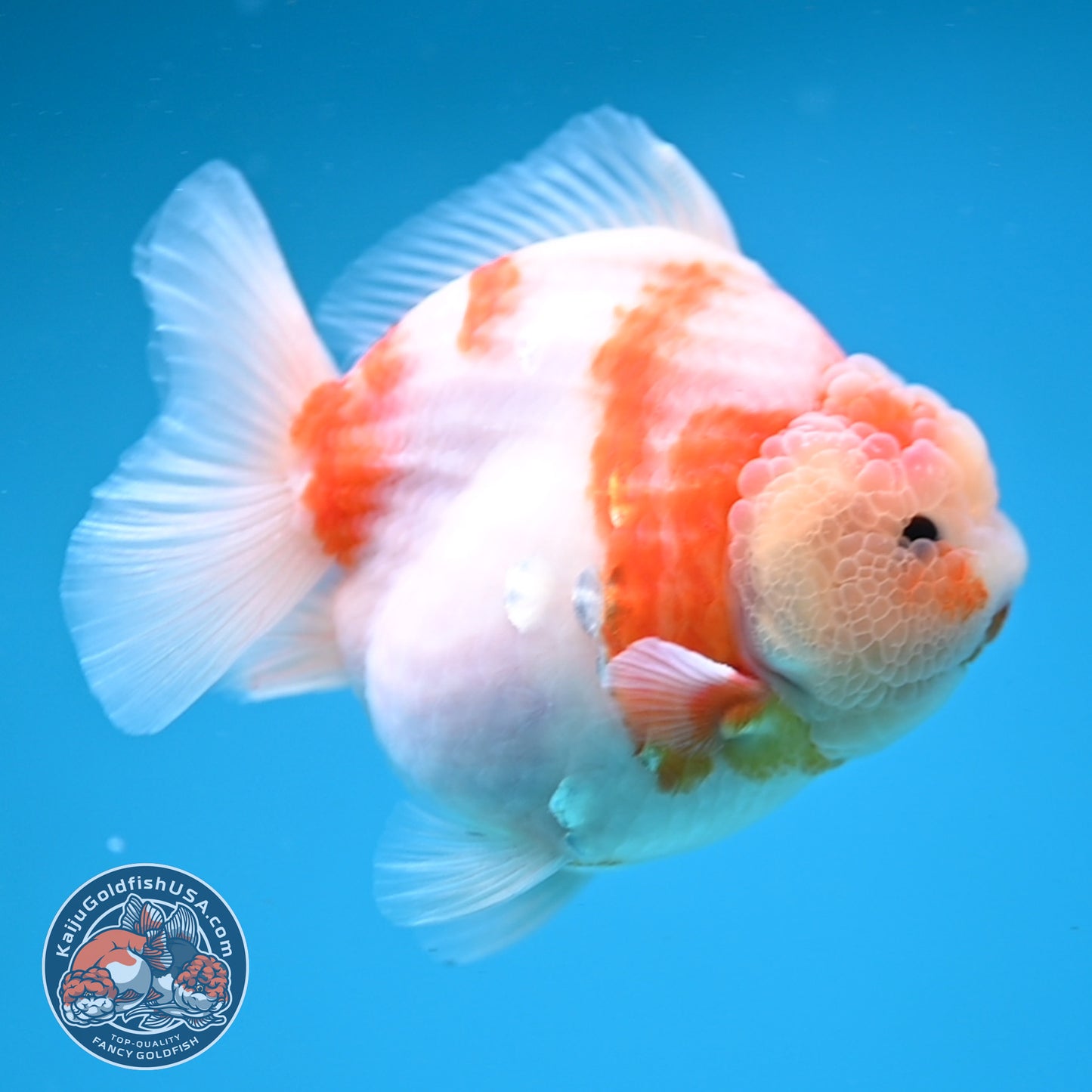 Sakura Oranda 4 inches Body (250606_OR13)