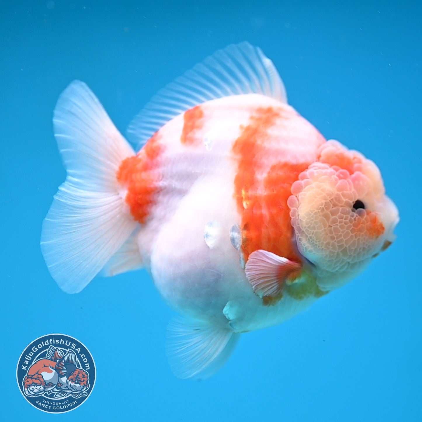Sakura Oranda 4 inches Body (250606_OR13)
