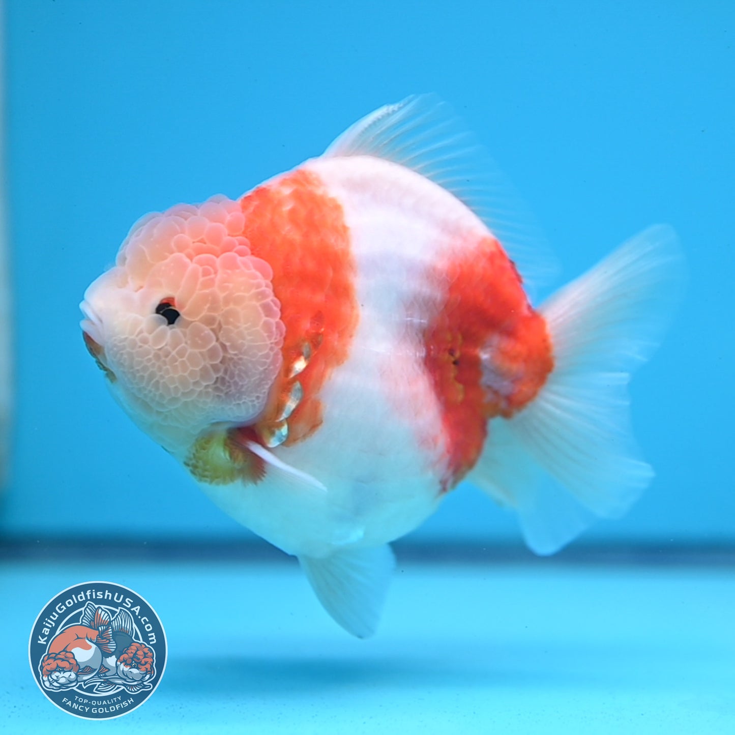 Sakura Oranda 4 inches Body (250606_OR13)