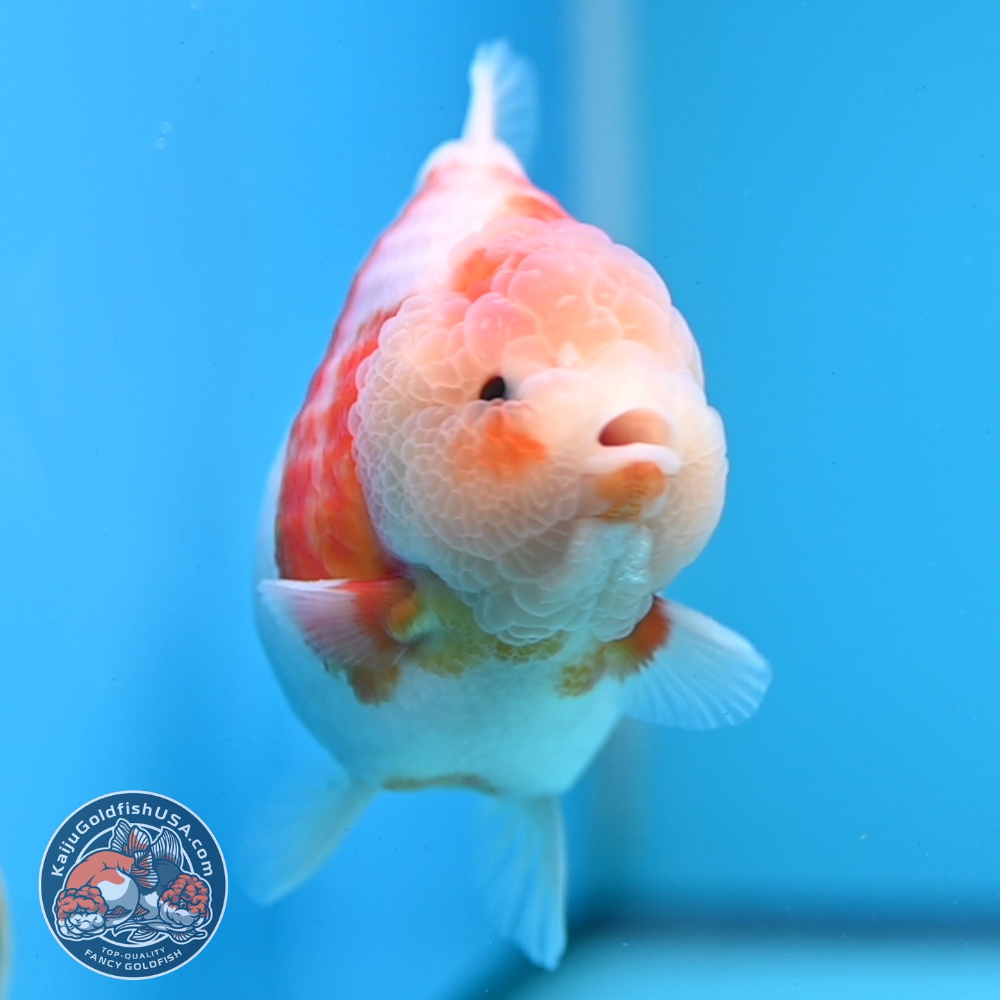 Sakura Oranda 4 inches Body (250606_OR13)