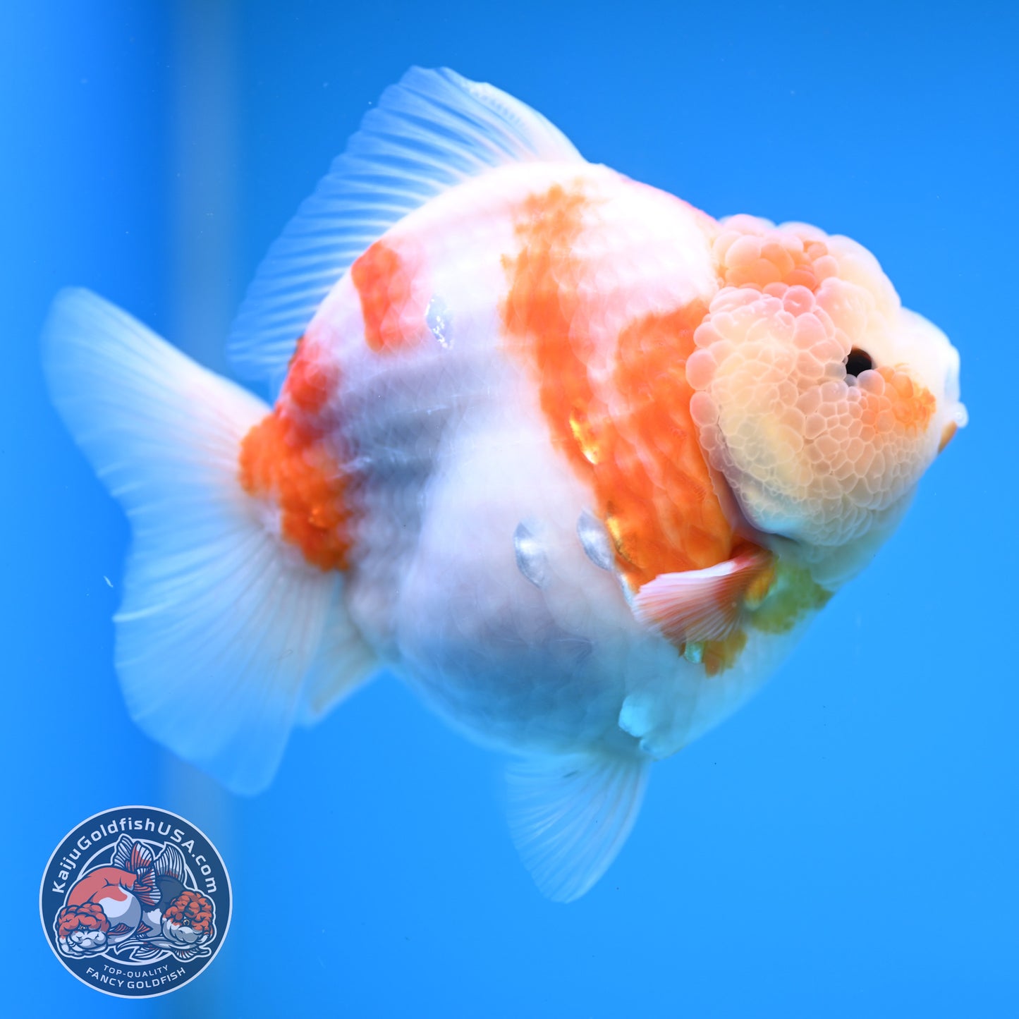 Sakura Oranda 4 inches Body (250606_OR13)