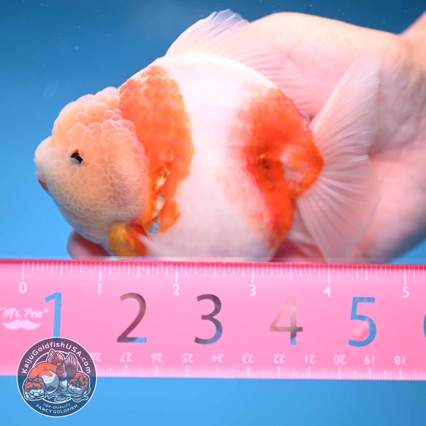 Sakura Oranda 4 inches Body (250606_OR13)