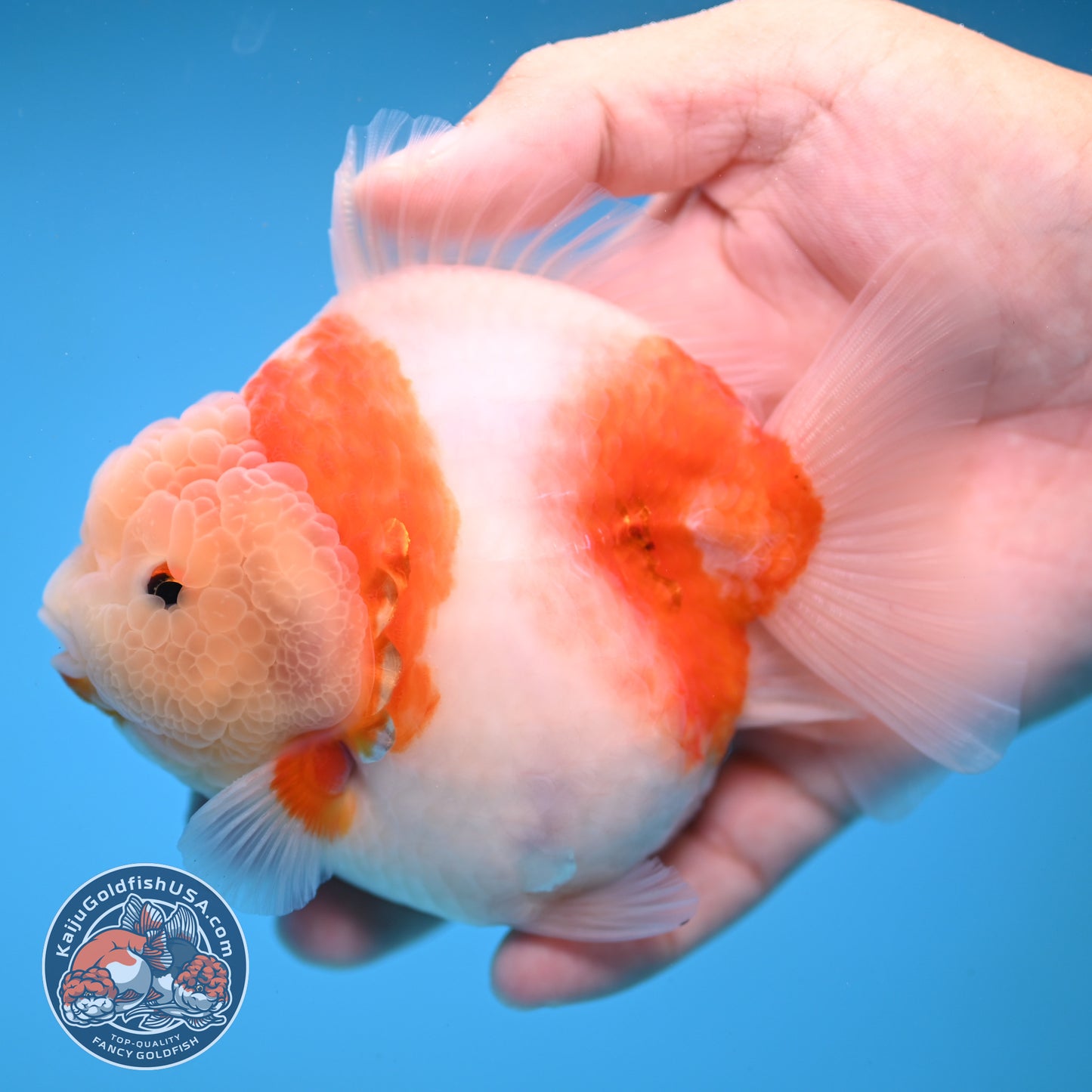 Sakura Oranda 4 inches Body (250606_OR13)