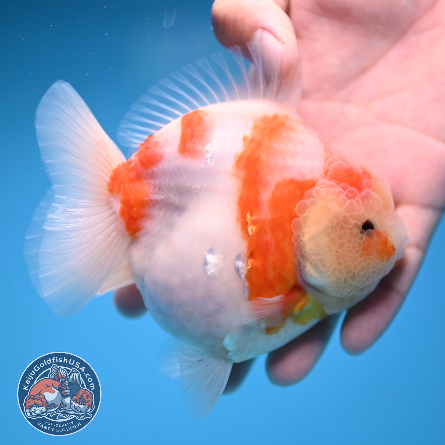 Sakura Oranda 4 inches Body (250606_OR13)