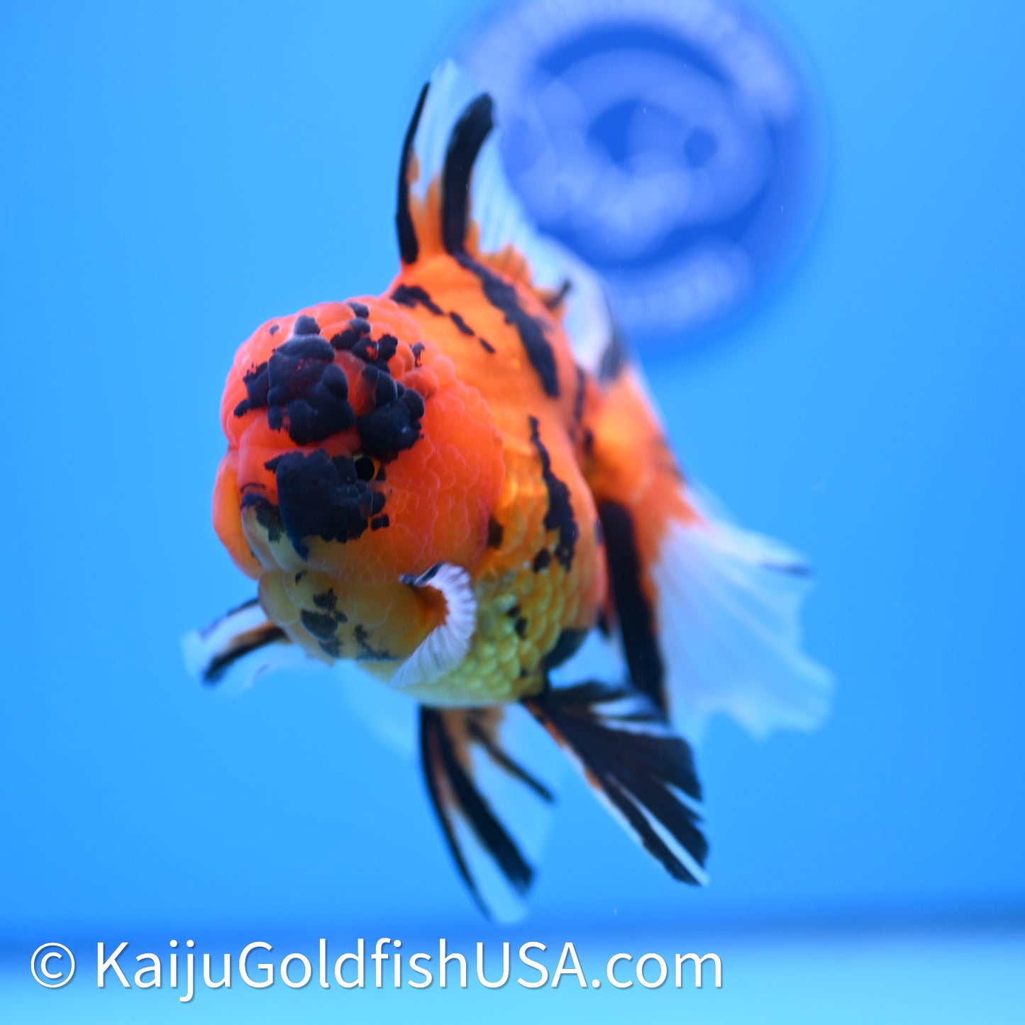 Tiger Rose Tail Oranda 3.8in Body (240628_OR13) - Kaiju Goldfish USA