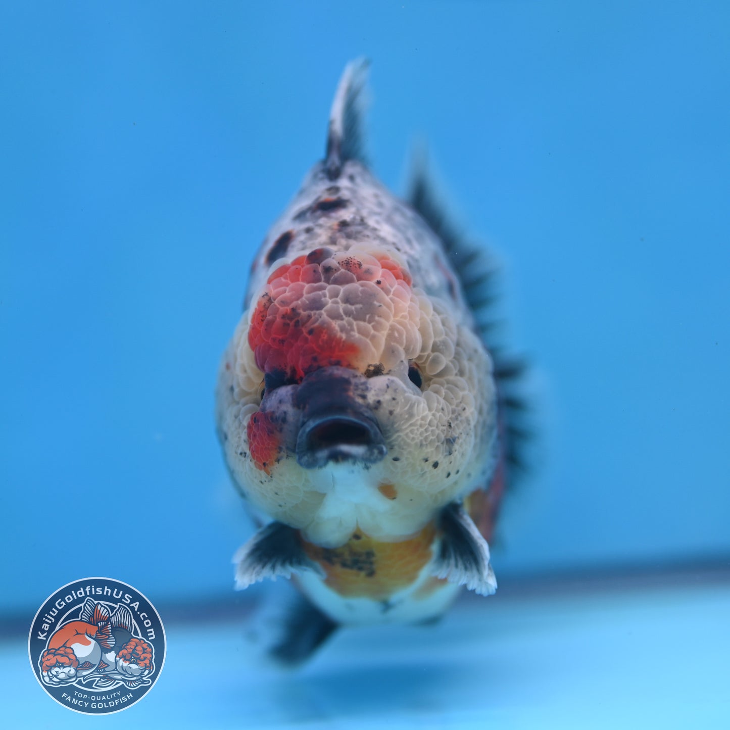 Blue Based Oranda 4 inches Body (250516_OR13)