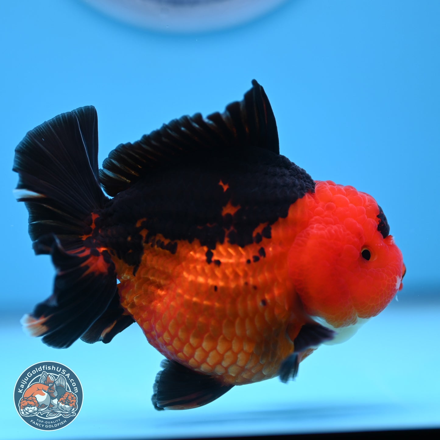 Apache YuanBao Oranda 4 inches (241018_OR13) - Kaiju Goldfish USA