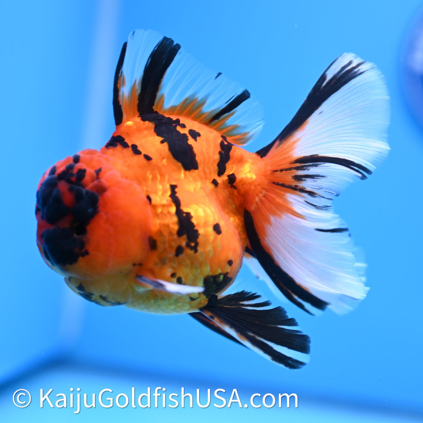Tiger Rose Tail Oranda 3.8in Body (240628_OR13) - Kaiju Goldfish USA