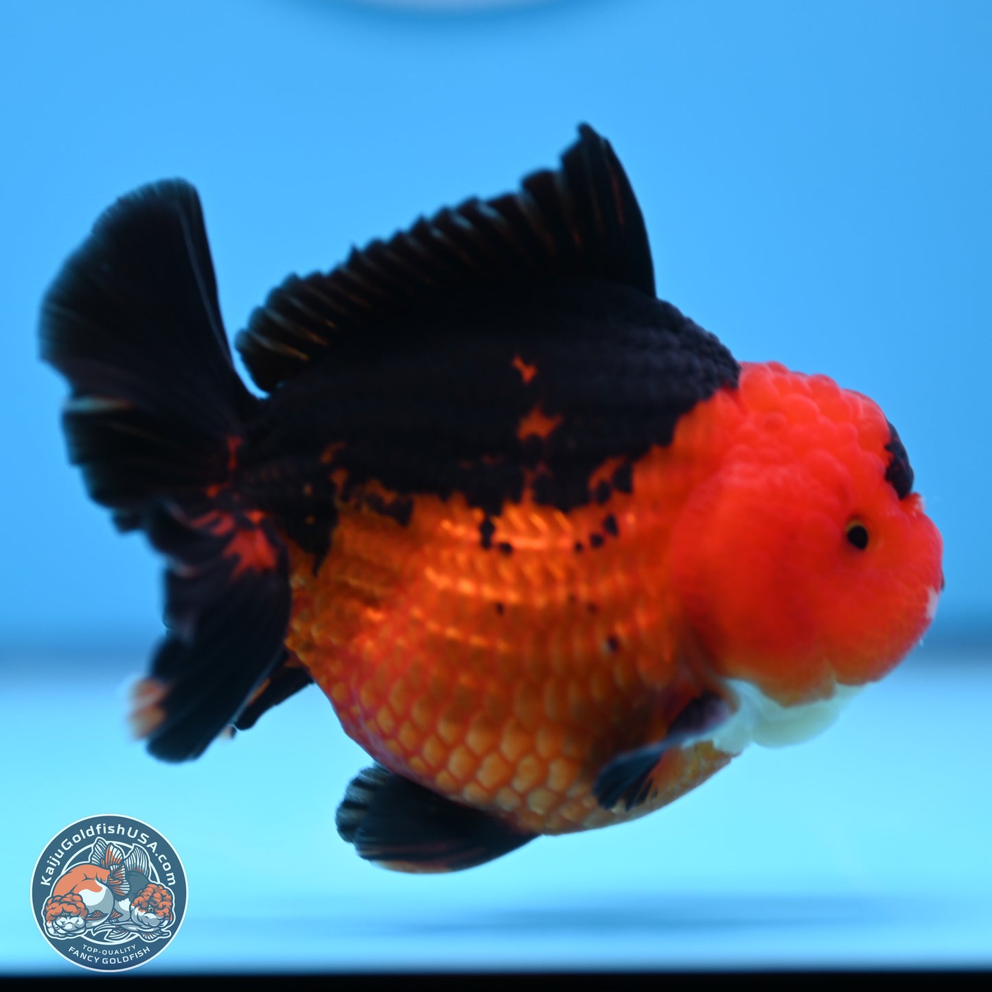 Apache YuanBao Oranda 4 inches (241018_OR13) - Kaiju Goldfish USA
