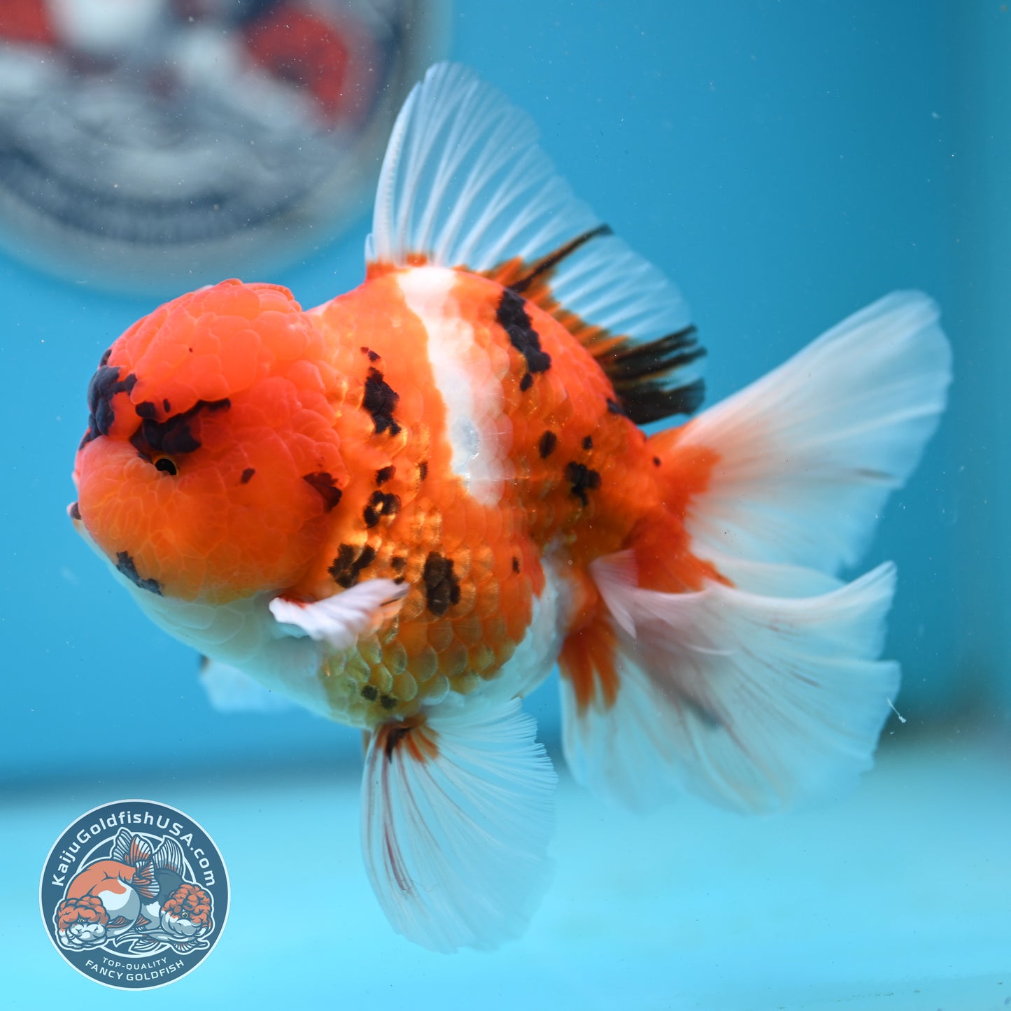 Tricolor Tiger Rose Tail Oranda 4 inches Body (250502_OR13)