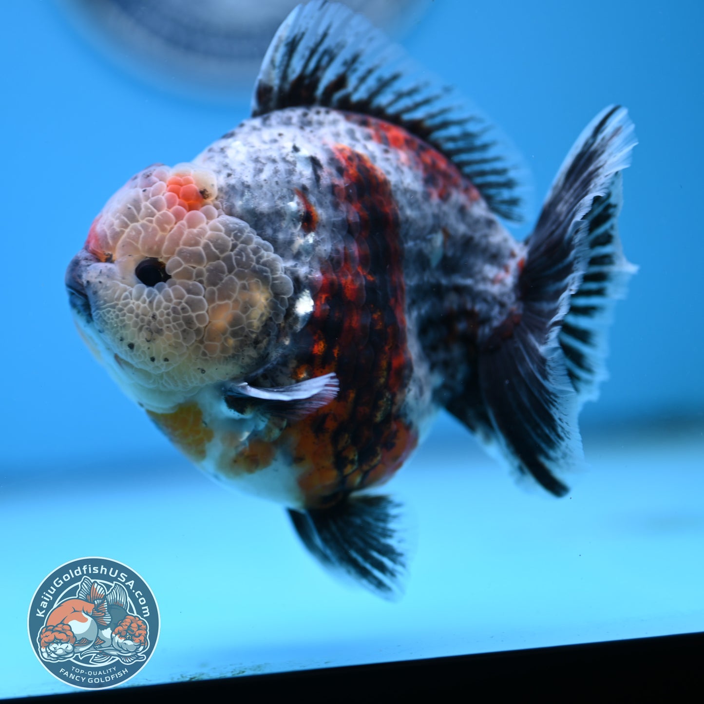 Blue Based Oranda 4 inches Body (250516_OR13)