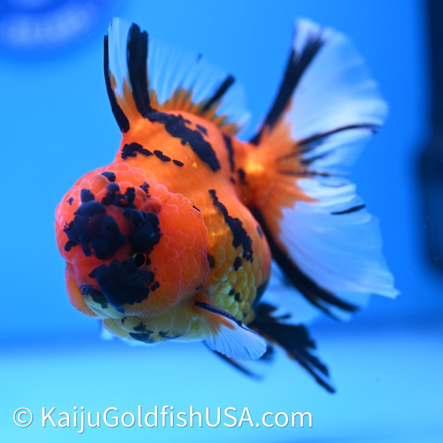 Tiger Rose Tail Oranda 3.8in Body (240628_OR13) - Kaiju Goldfish USA