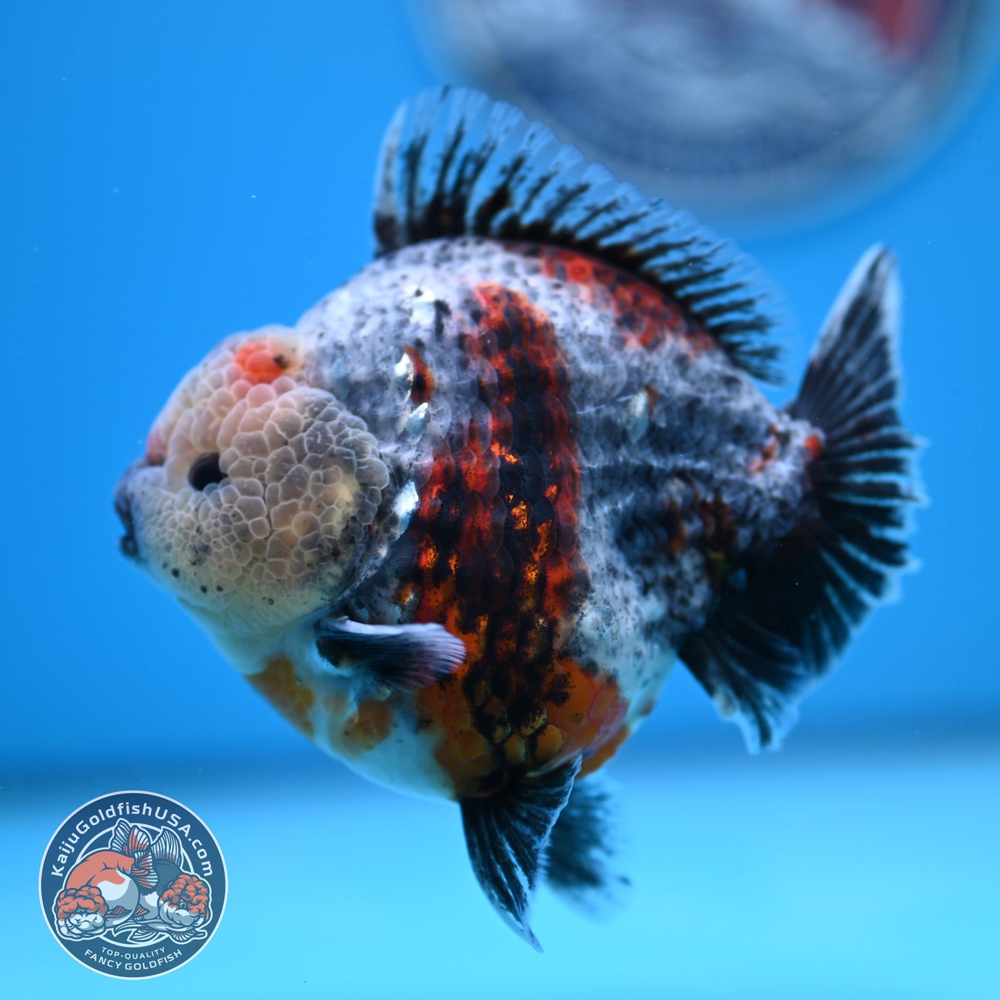 Blue Based Oranda 4 inches Body (250516_OR13)